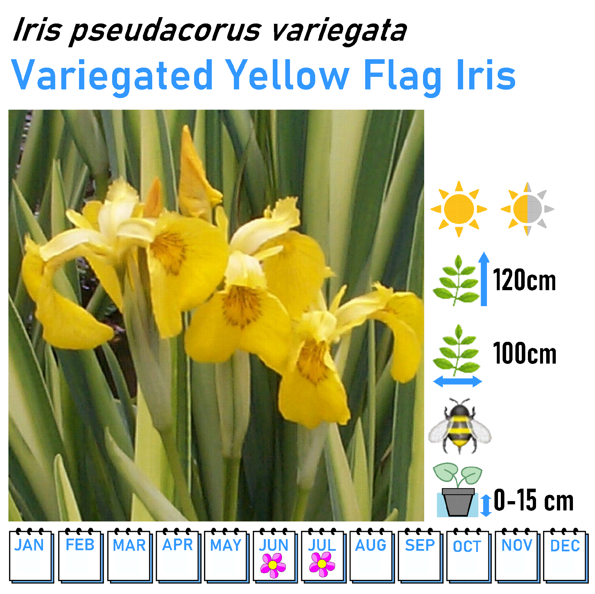Iris - Marginal and Bog Pond Plant- 9cm Pot