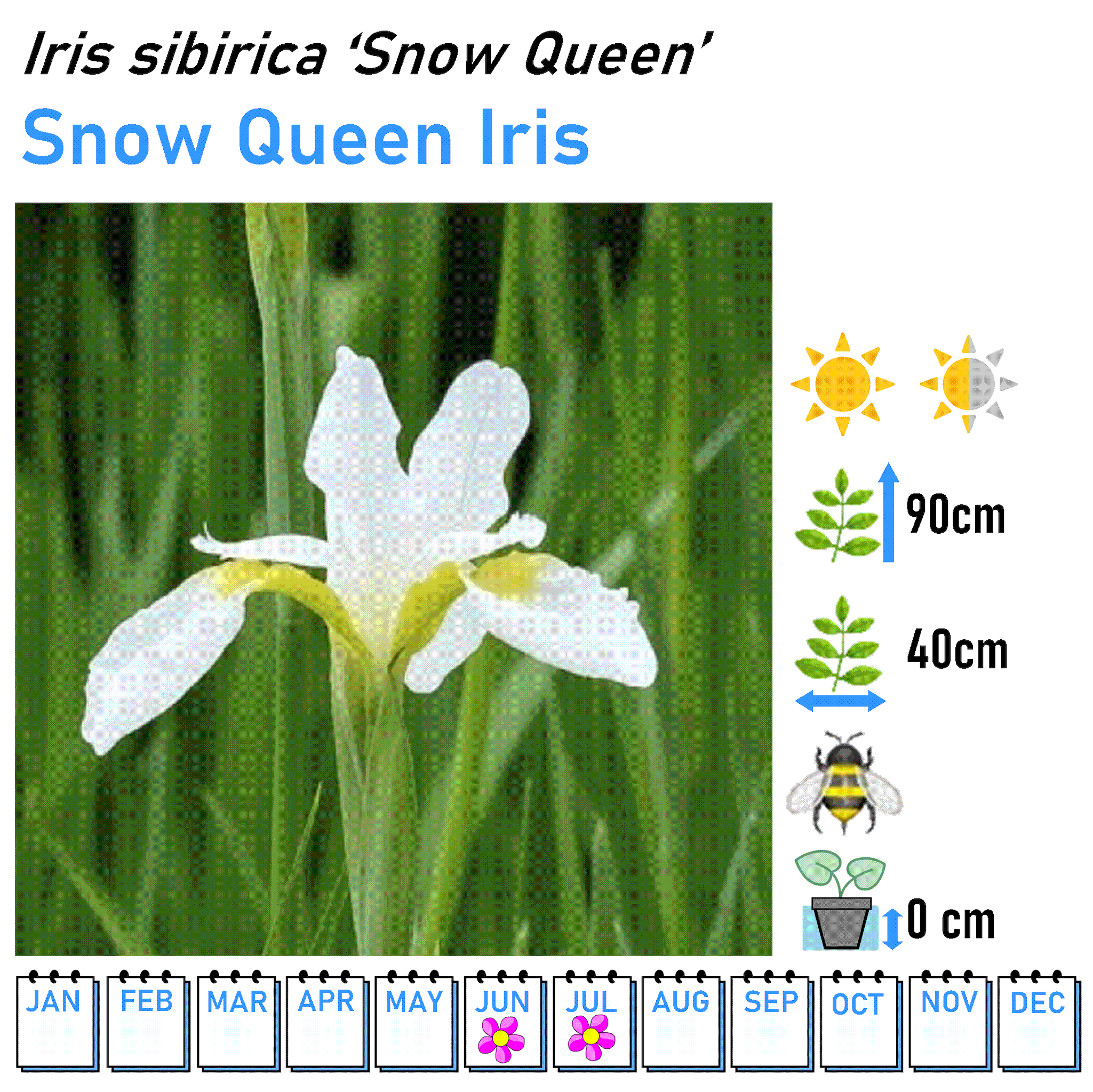 Iris - Marginal and Bog Pond Plant- 9cm Pot