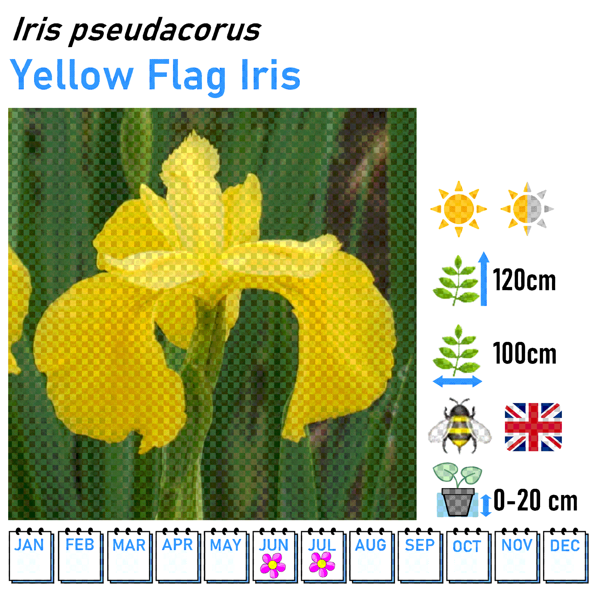 Iris - Marginal and Bog Pond Plant- 9cm Pot