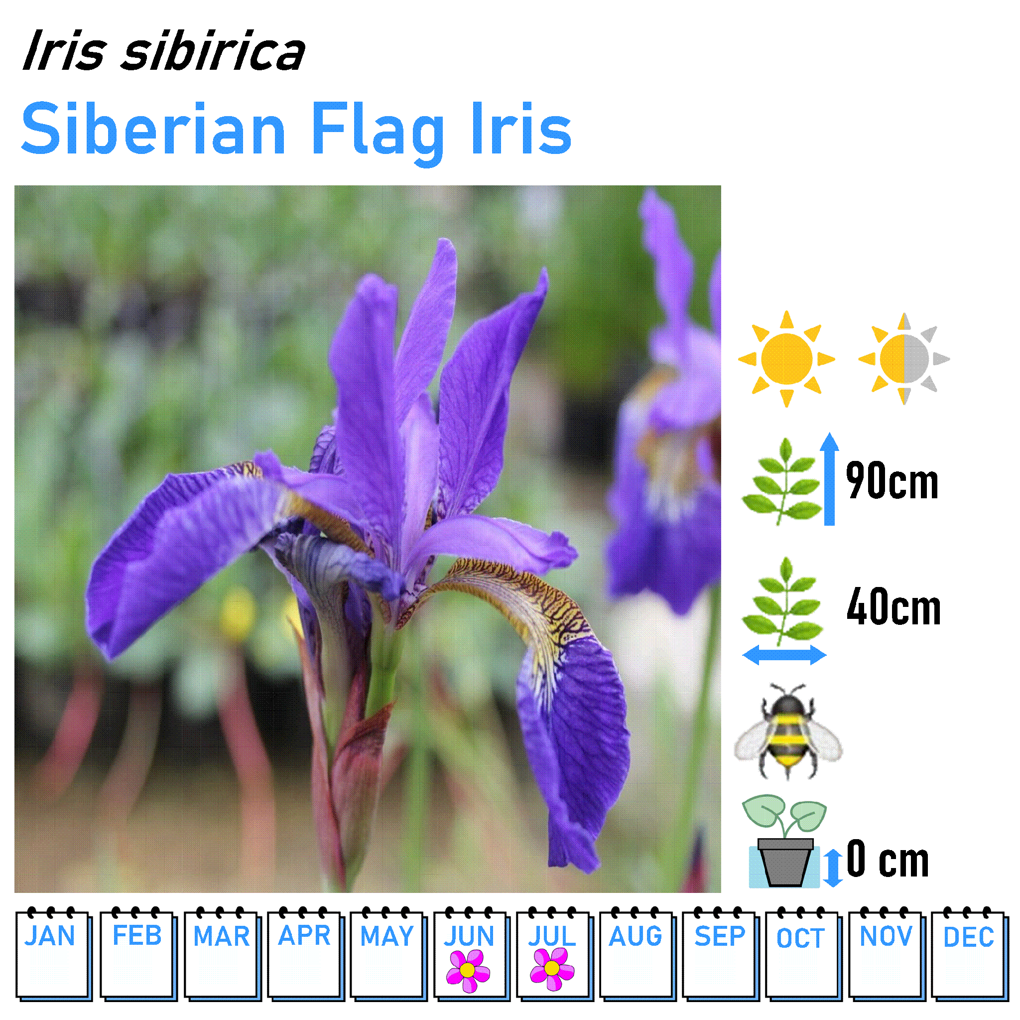 Iris - Marginal and Bog Pond Plant- 9cm Pot