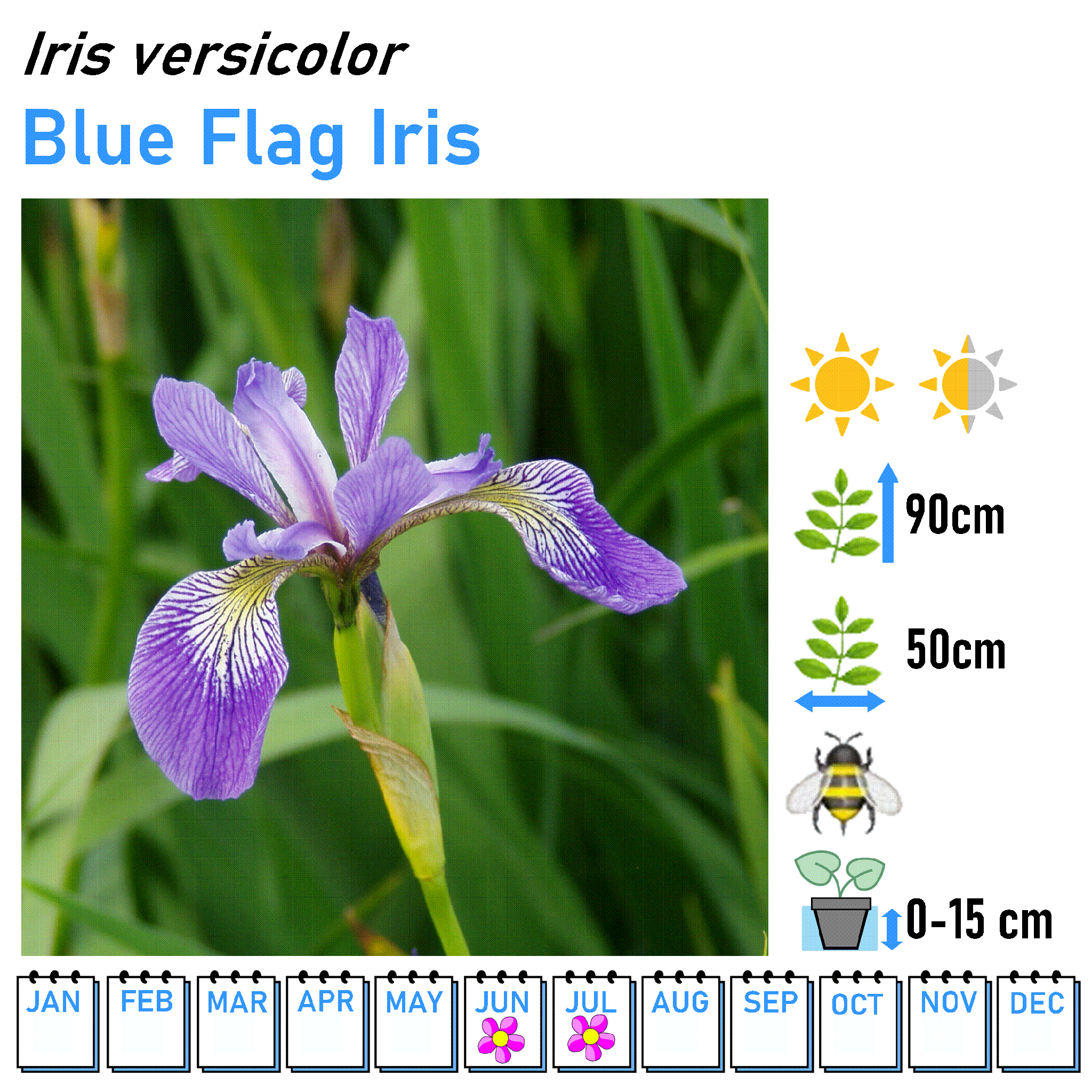 Iris - Marginal and Bog Pond Plant- 9cm Pot