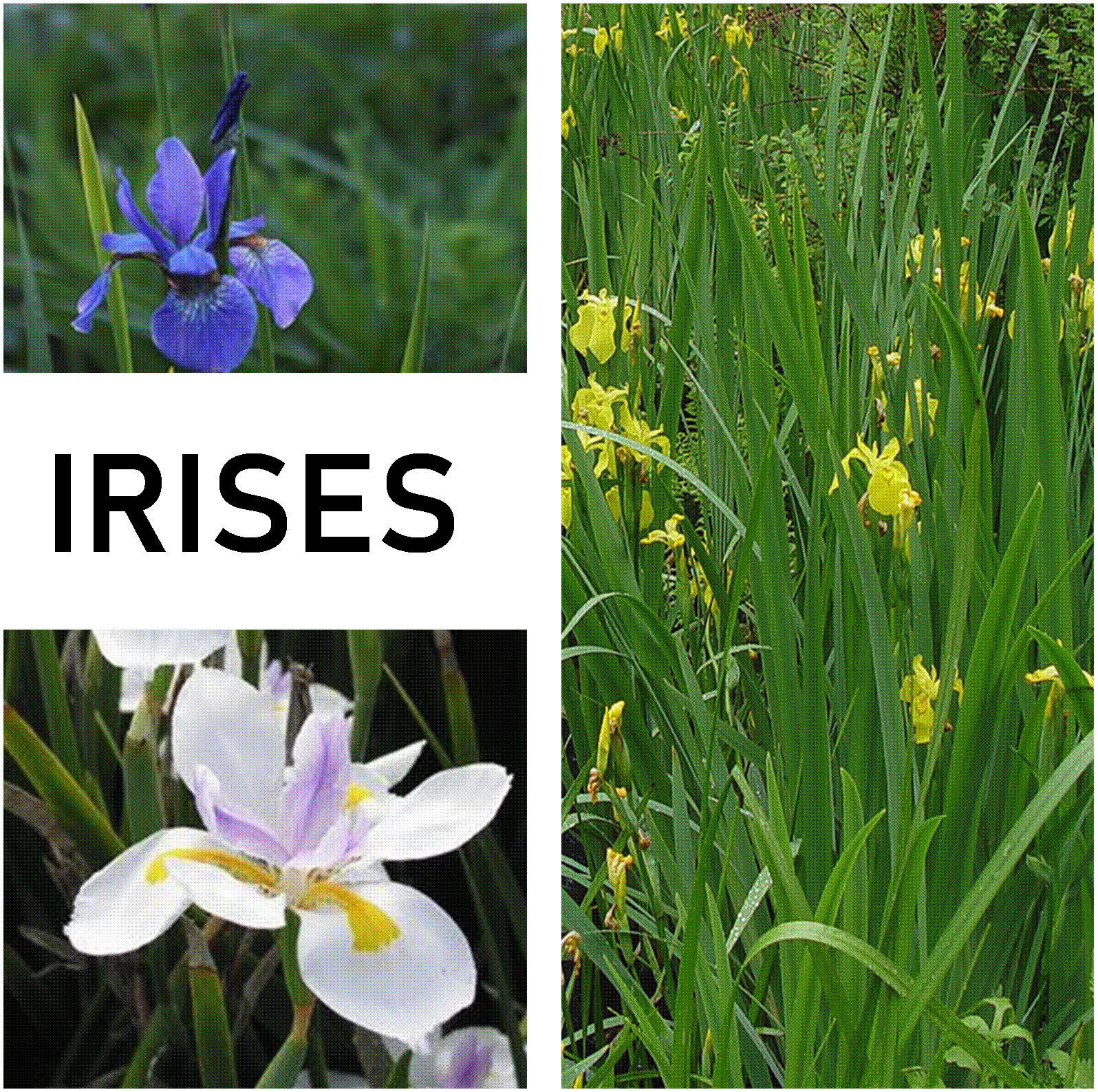 Iris - Marginal and Bog Pond Plant- 9cm Pot