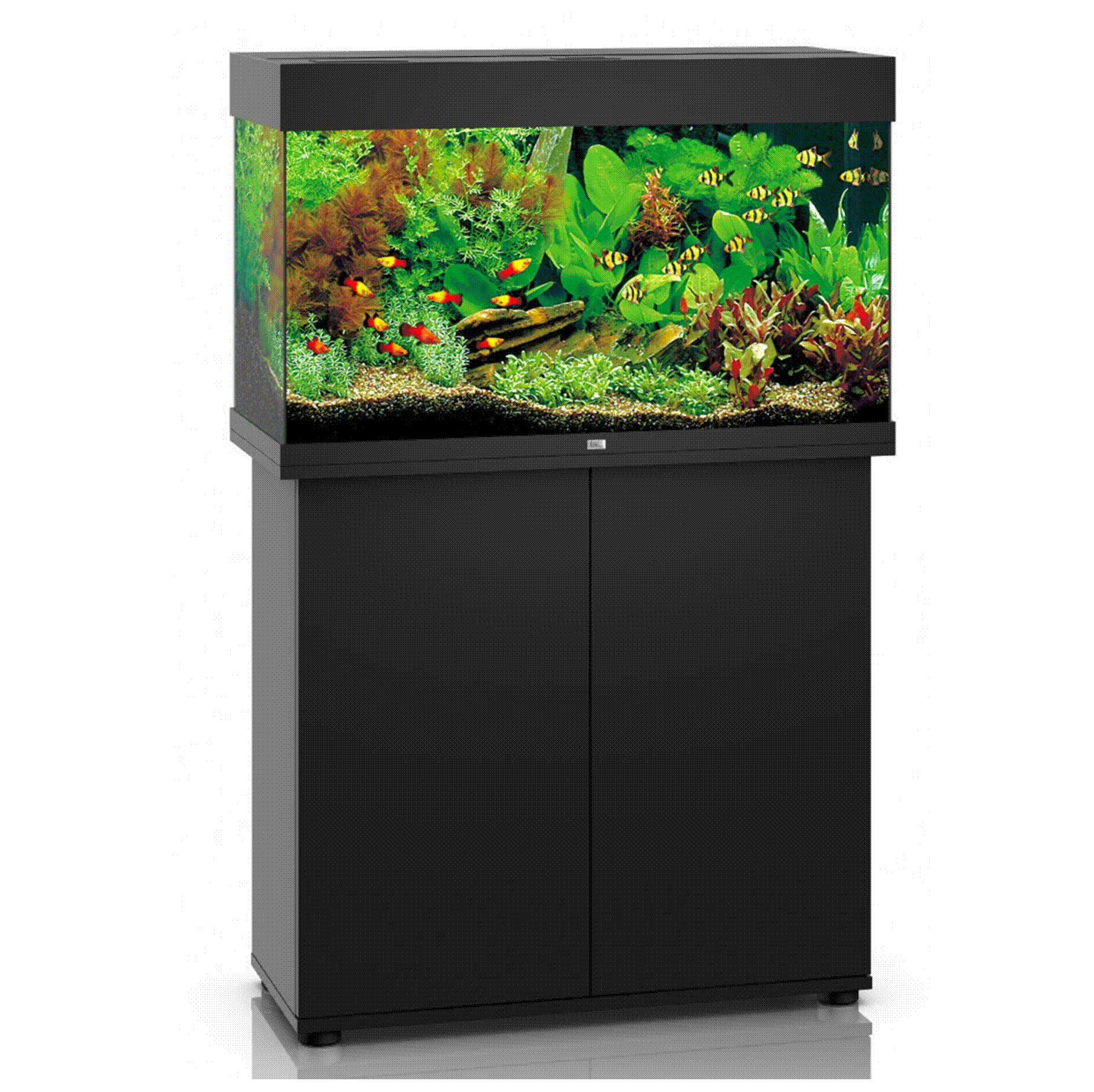 JUWEL Rio 125 LED Aquarium
