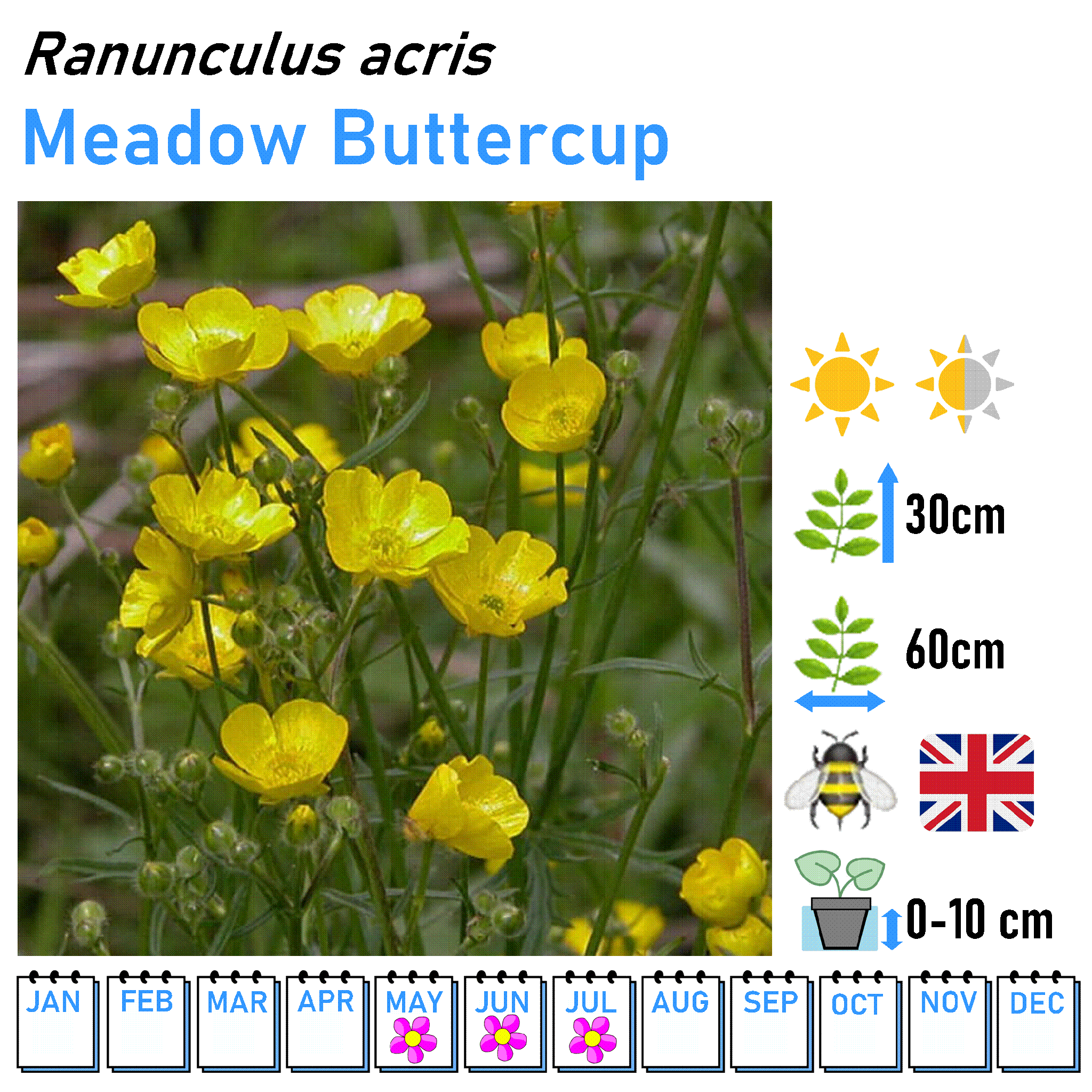 Low Flowers - Marginal and Bog Pond Plant- 9cm Pot