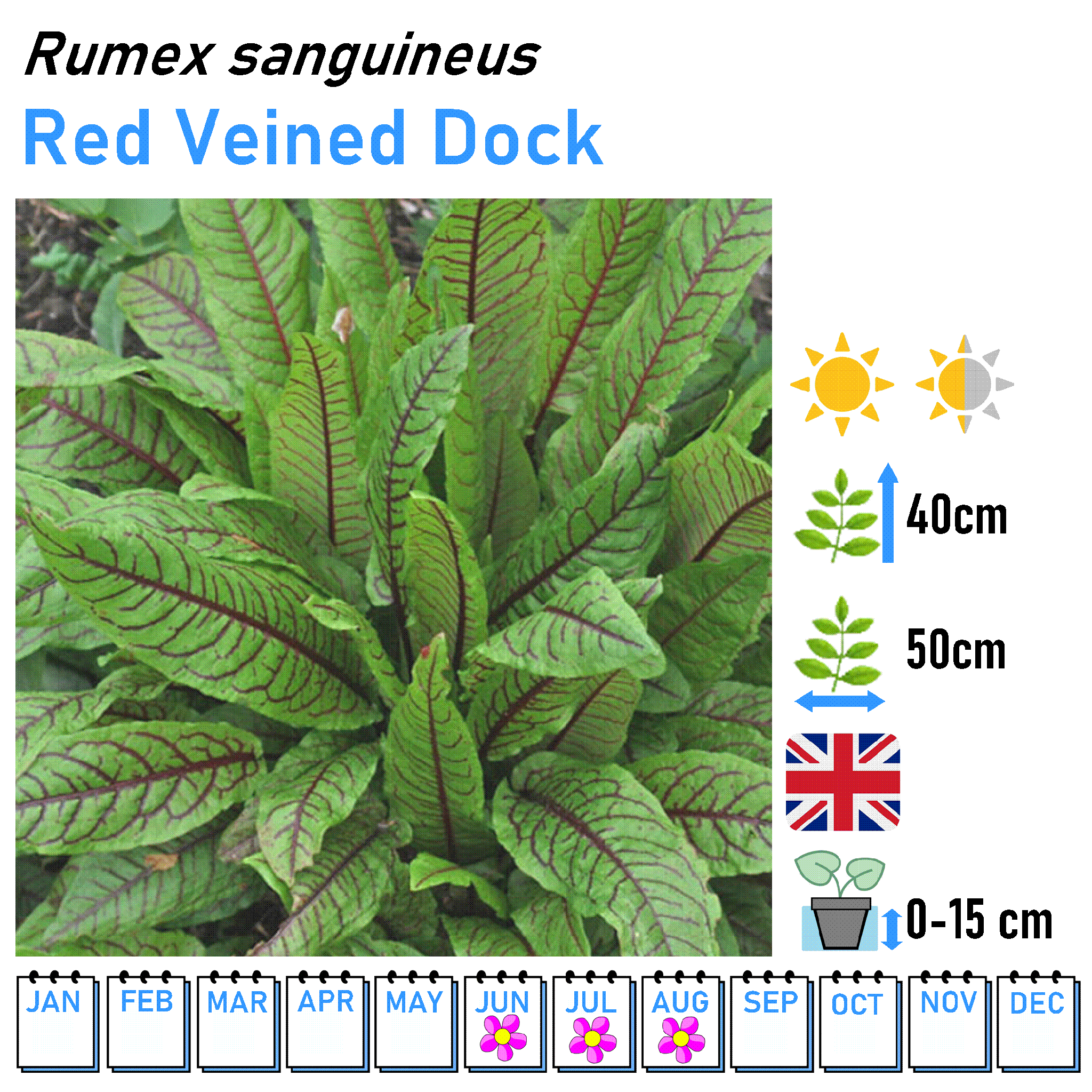 Low Flowers - Marginal and Bog Pond Plant- 9cm Pot