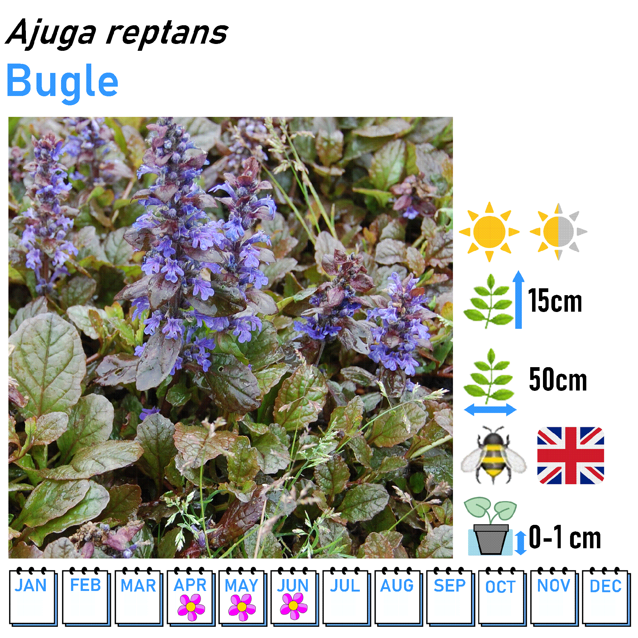 Low Flowers - Marginal and Bog Pond Plant- 9cm Pot