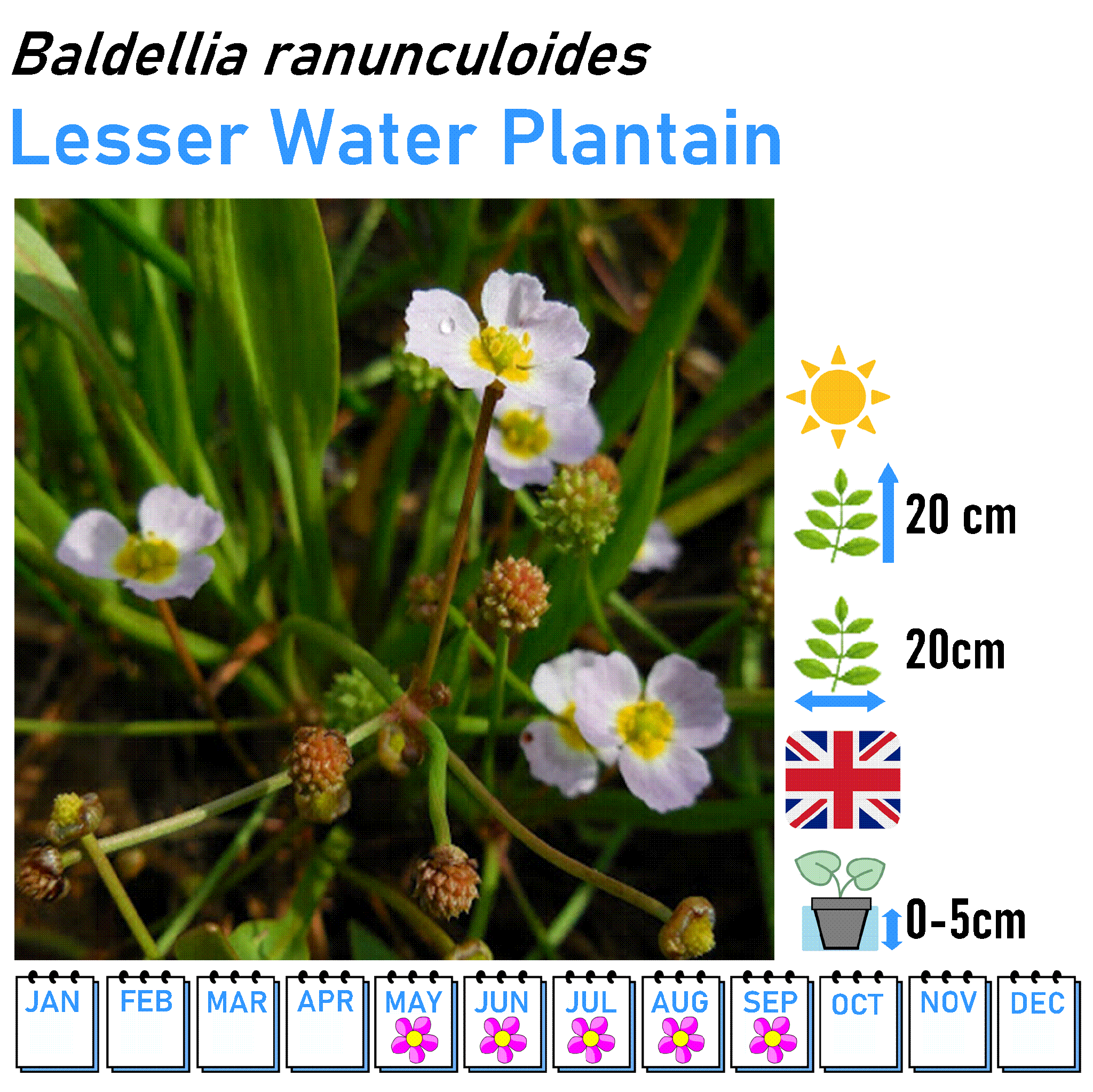 Low Flowers - Marginal and Bog Pond Plant- 9cm Pot