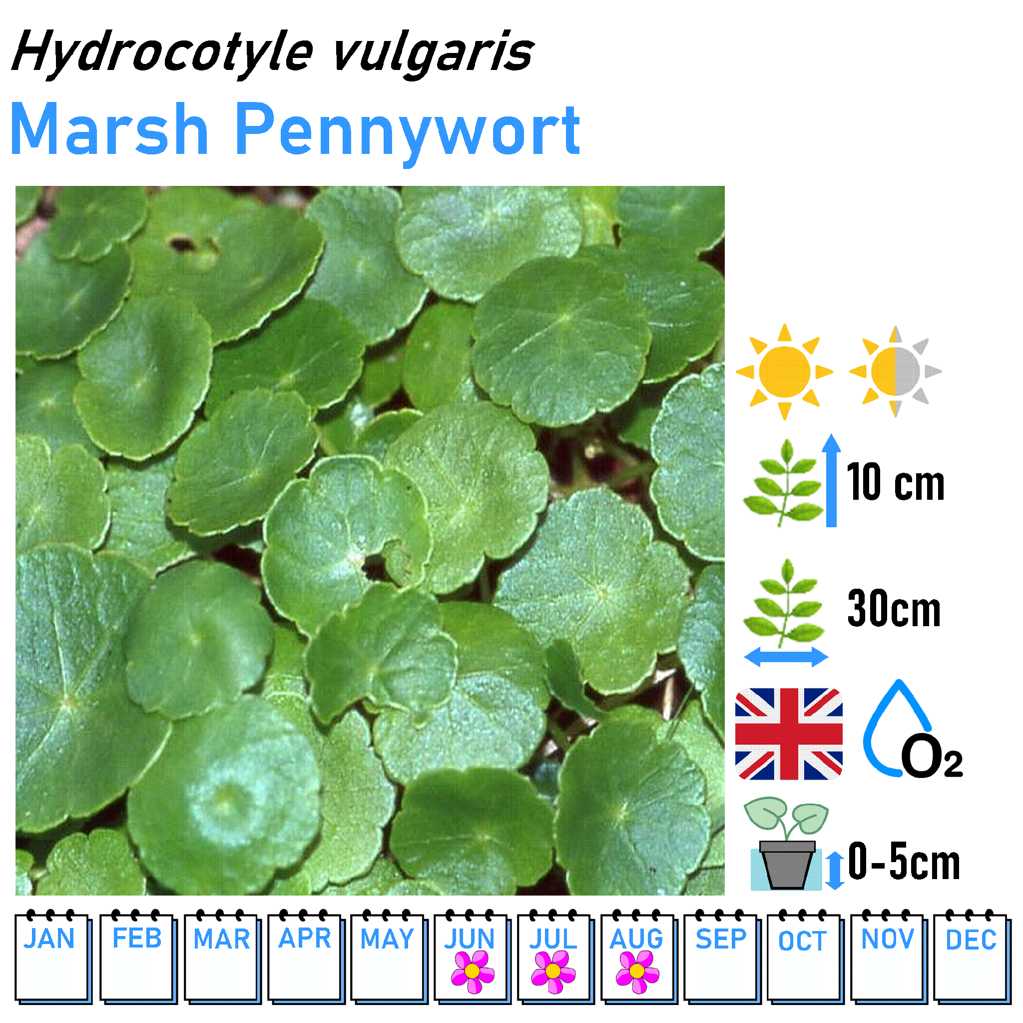 Low Flowers - Marginal and Bog Pond Plant- 9cm Pot