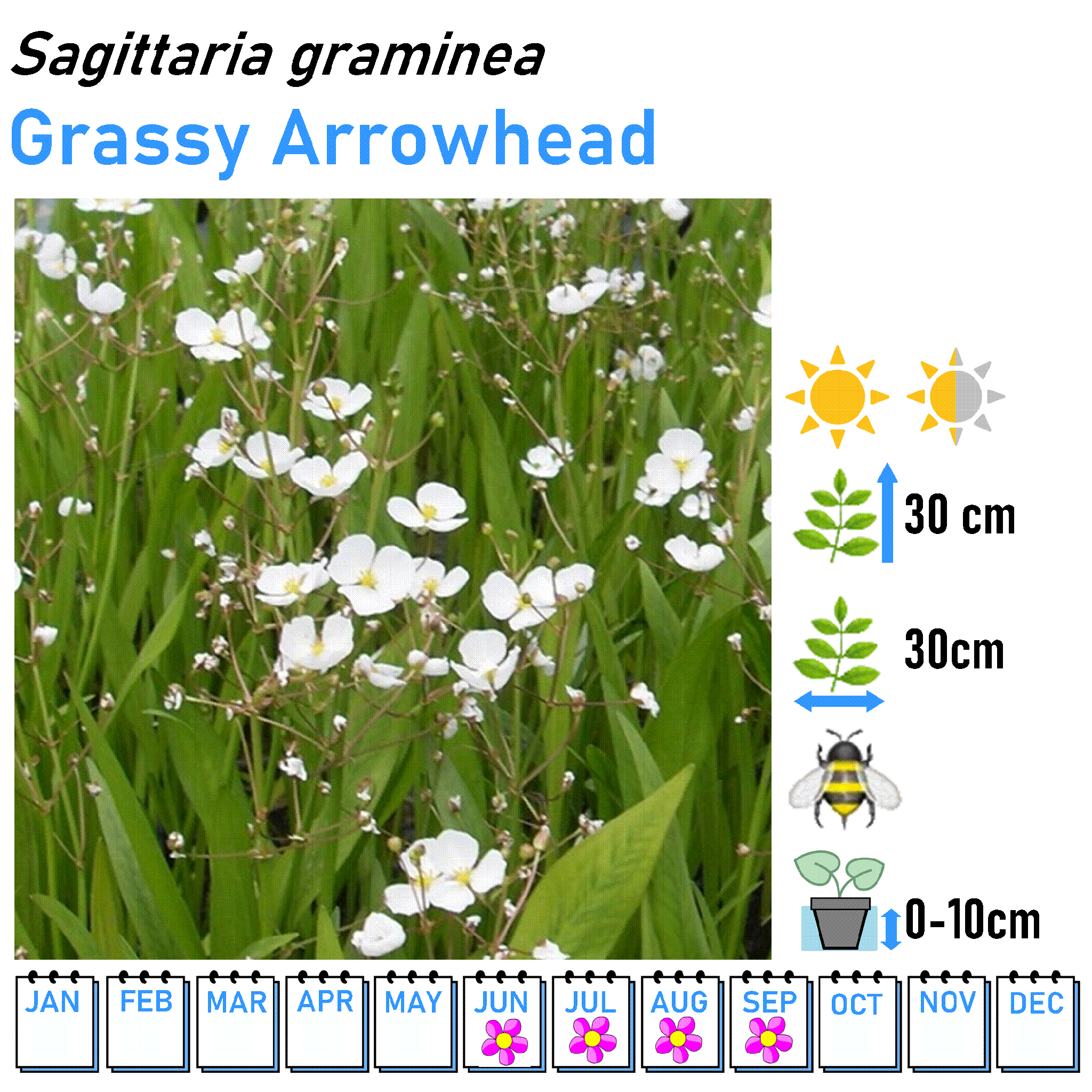 Low Flowers - Marginal and Bog Pond Plant- 9cm Pot