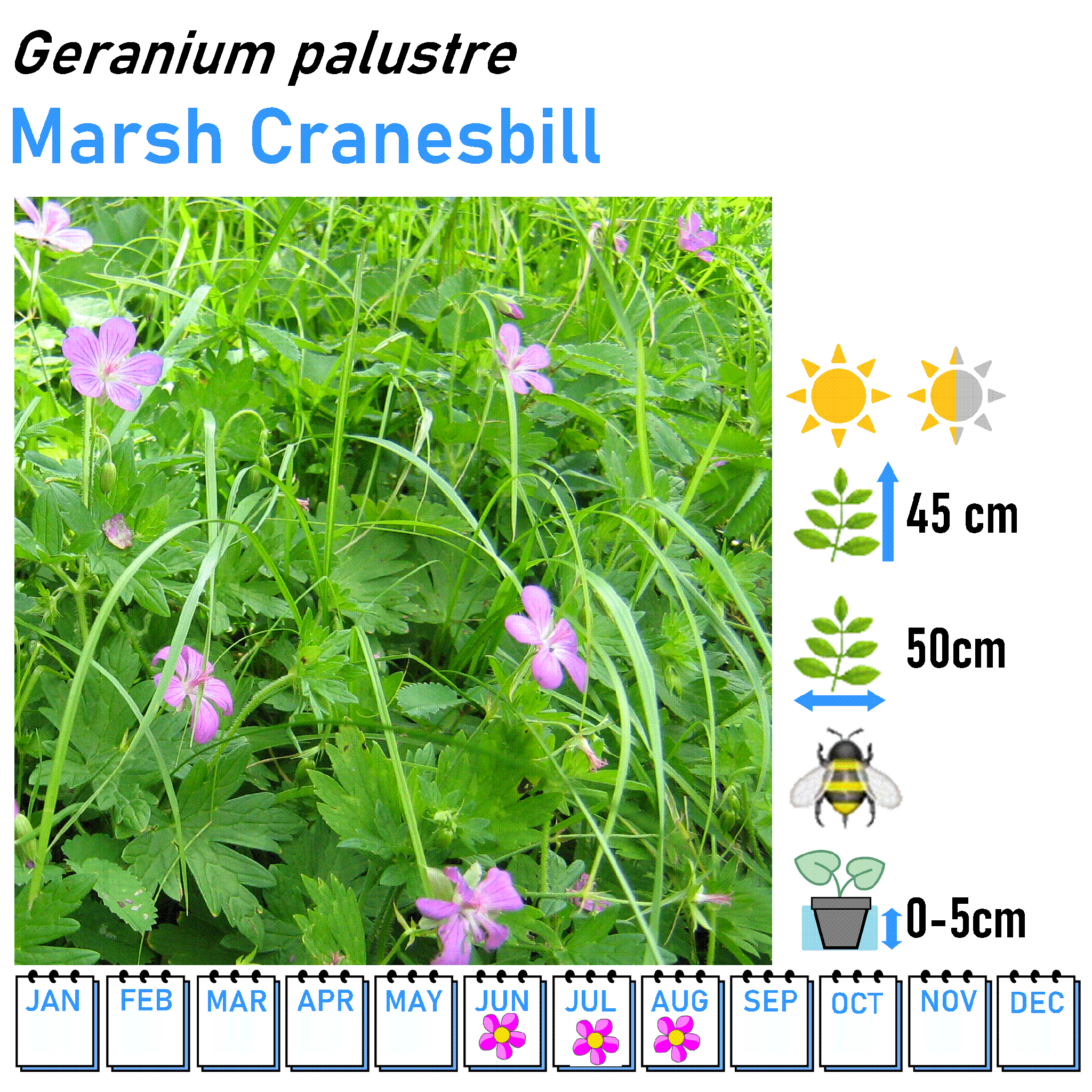 Low Flowers - Marginal and Bog Pond Plant- 9cm Pot