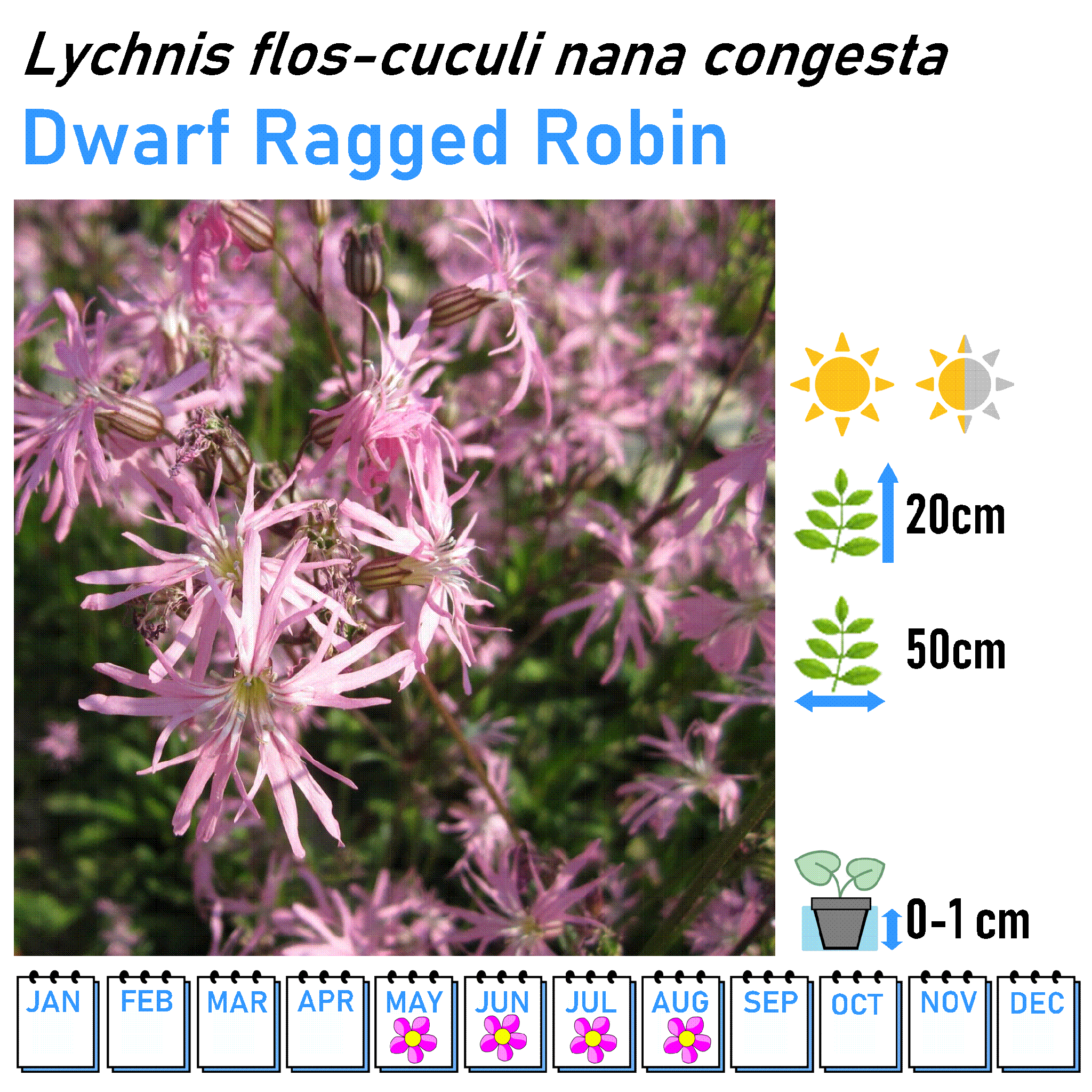 Low Flowers - Marginal and Bog Pond Plant- 9cm Pot