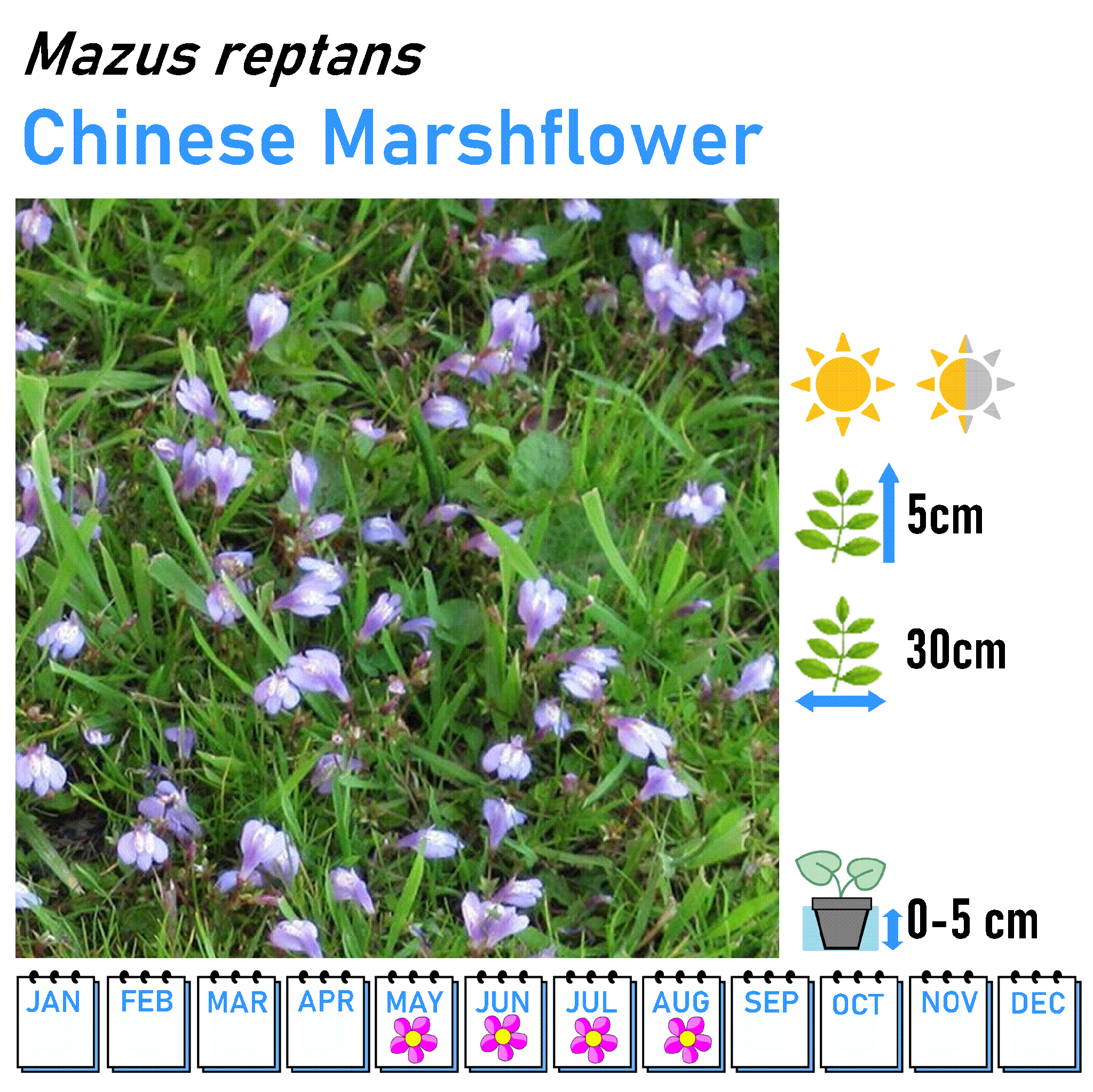 Low Flowers - Marginal and Bog Pond Plant- 9cm Pot