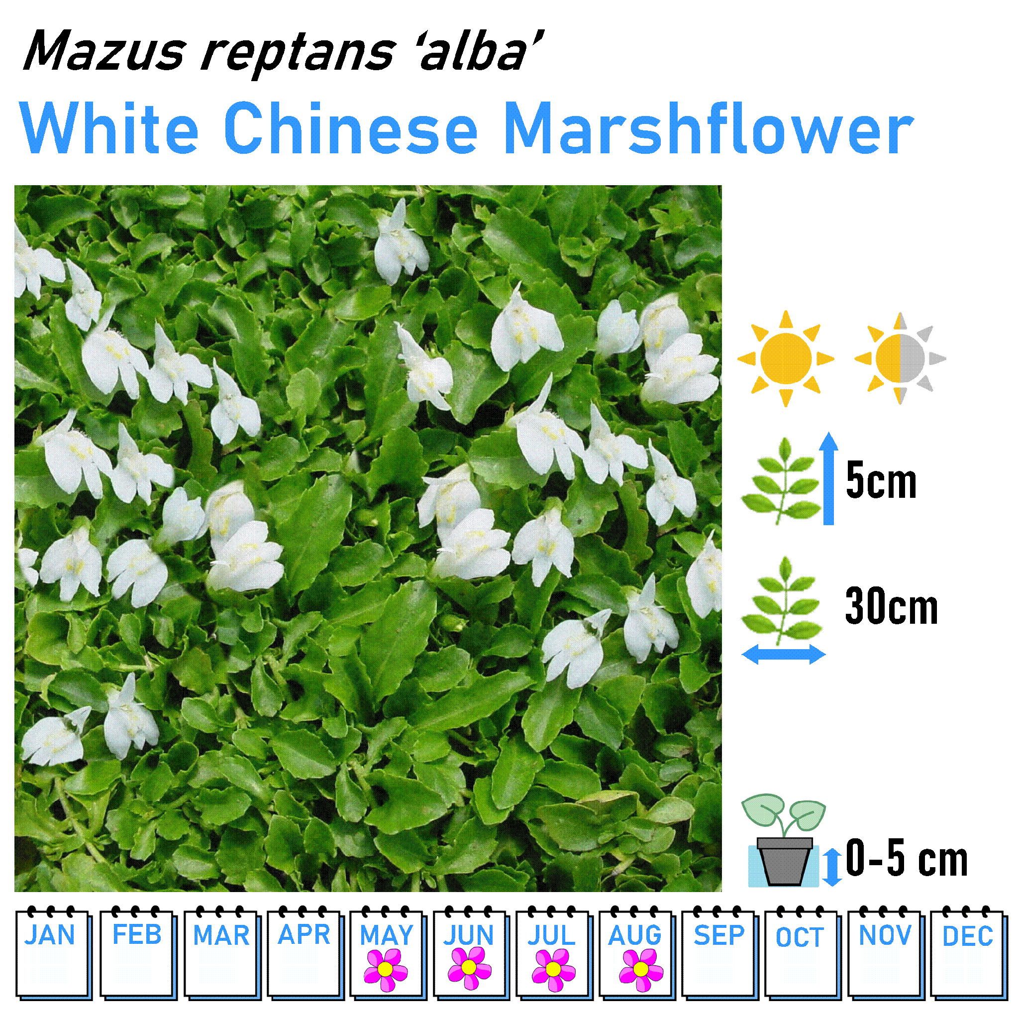 Low Flowers - Marginal and Bog Pond Plant- 9cm Pot