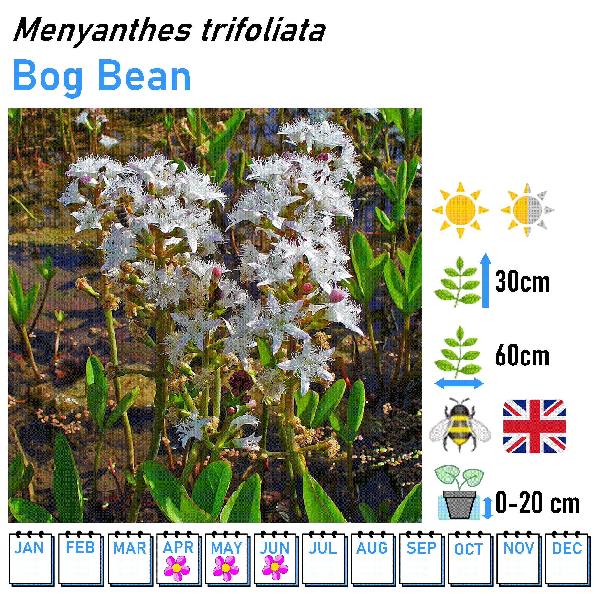 Low Flowers - Marginal and Bog Pond Plant- 9cm Pot