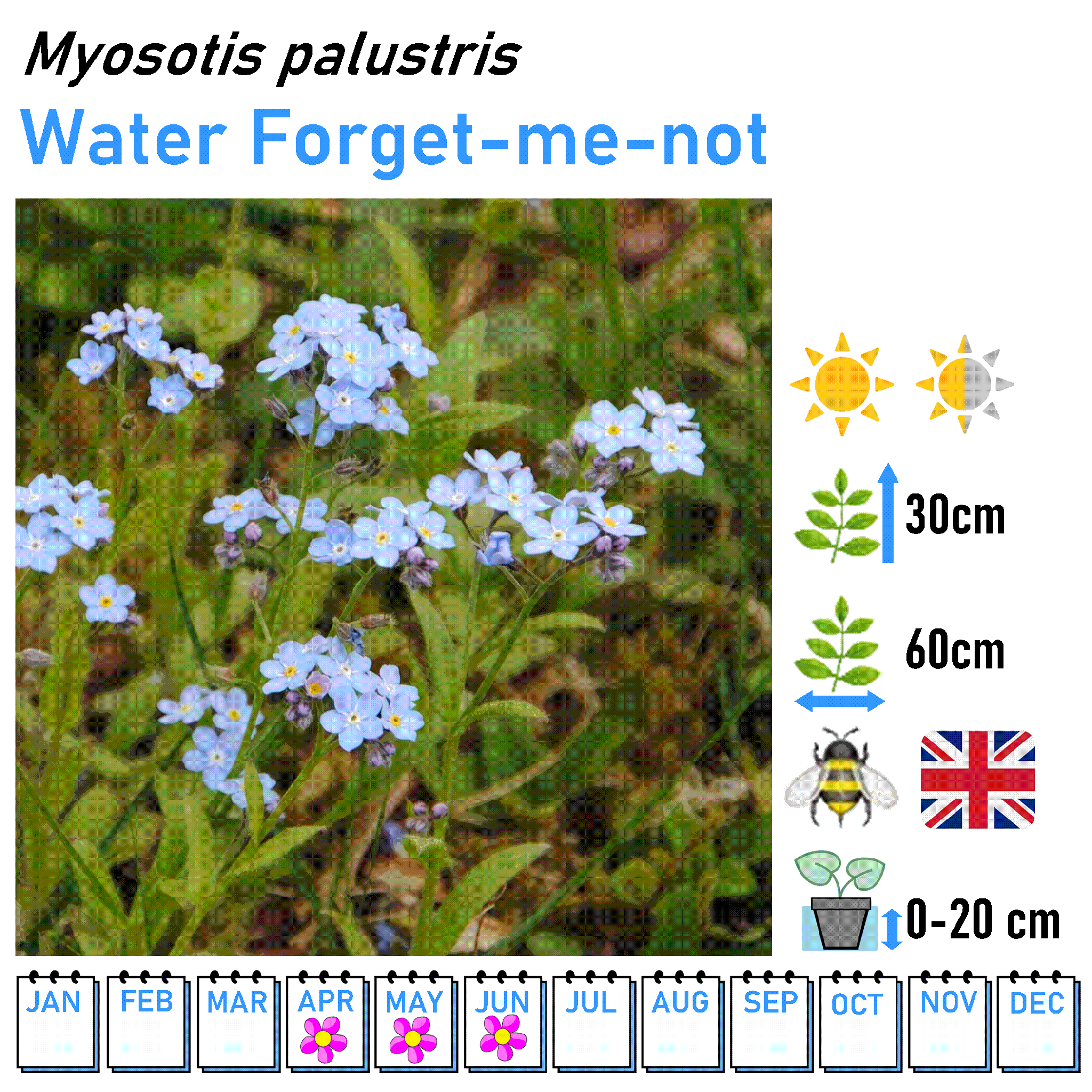 Low Flowers - Marginal and Bog Pond Plant- 9cm Pot