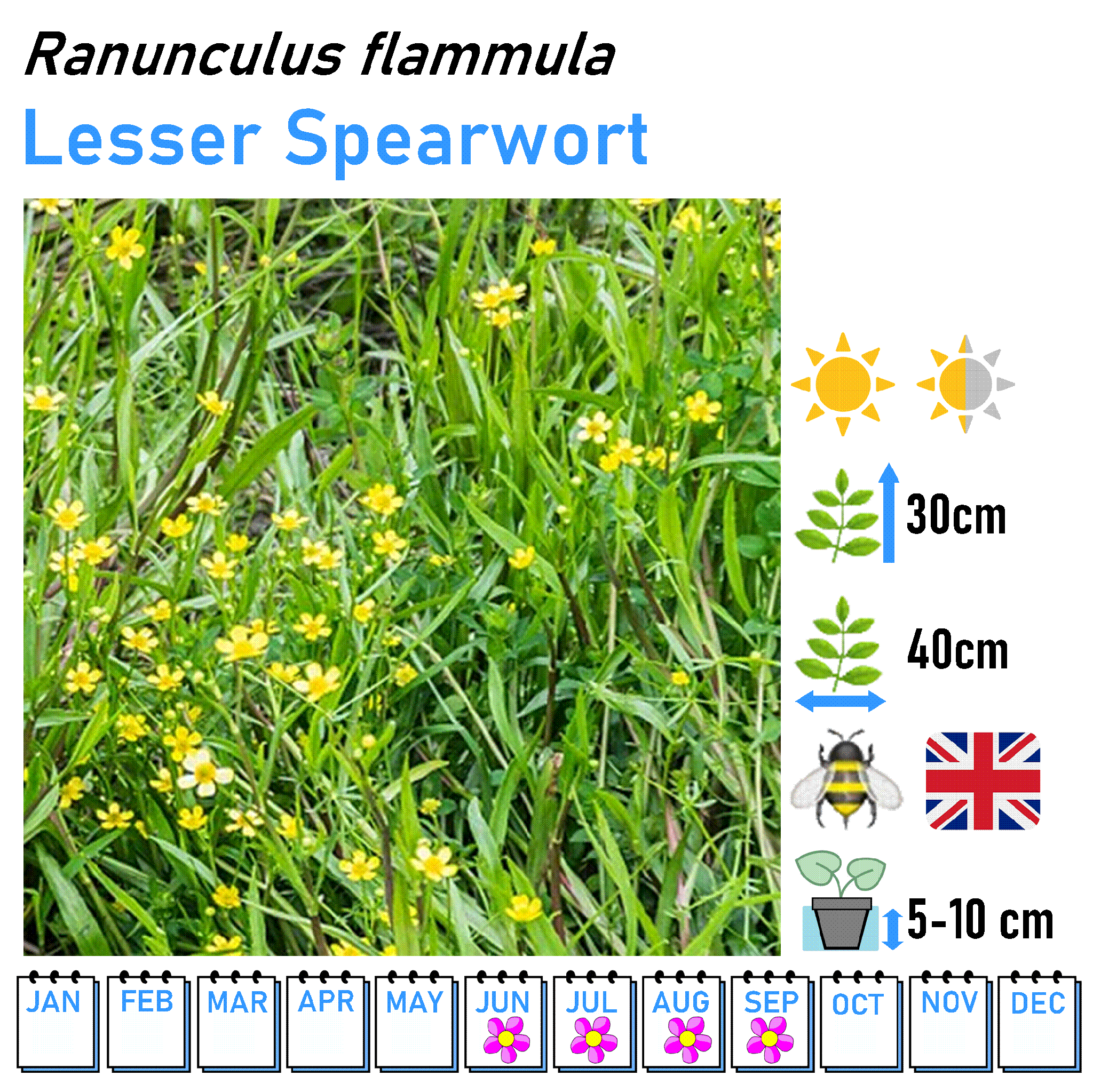 Low Flowers - Marginal and Bog Pond Plant- 9cm Pot
