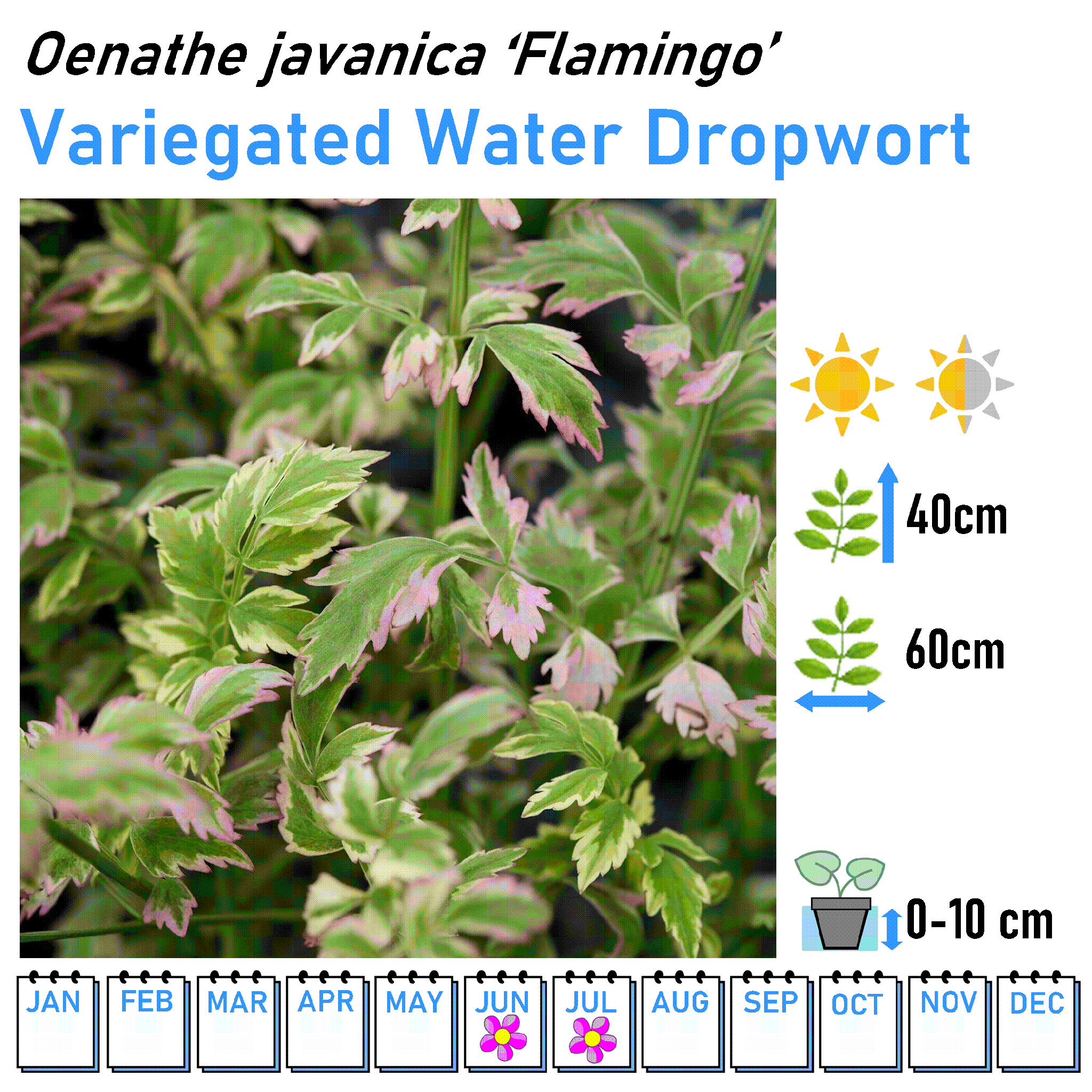 Low Flowers - Marginal and Bog Pond Plant- 9cm Pot