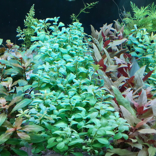Mixed Bunched Aquarium Plants