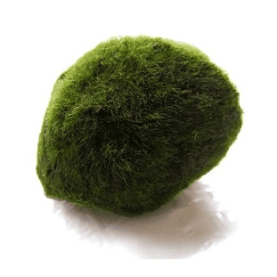 Moss Balls
