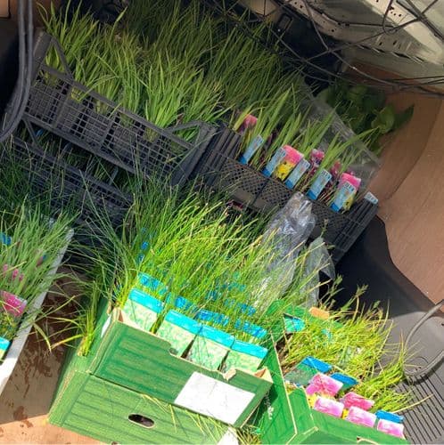 Oxygenating Pond Plants