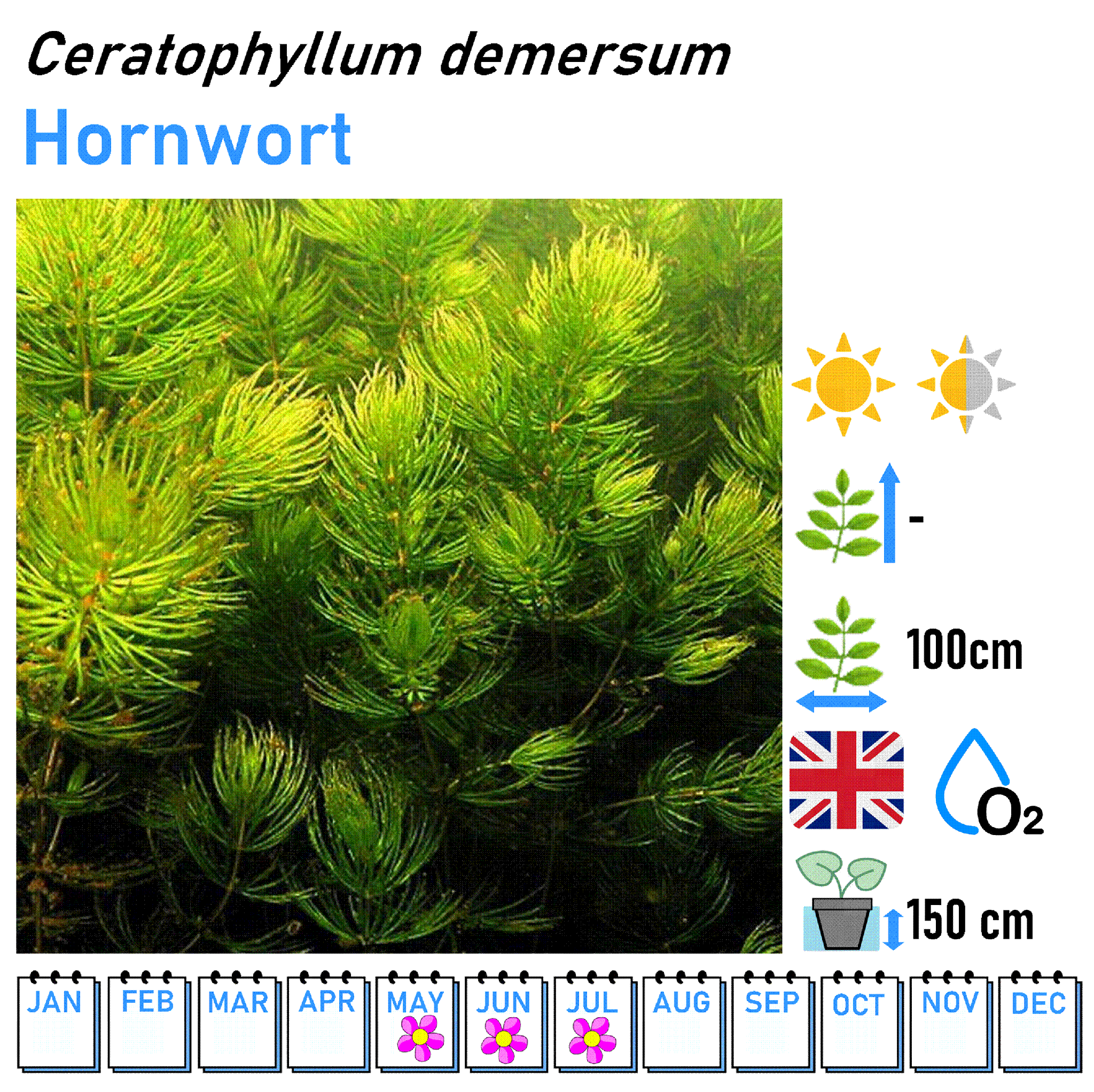 Oxygenator Bunches - Pond Aerating Plants