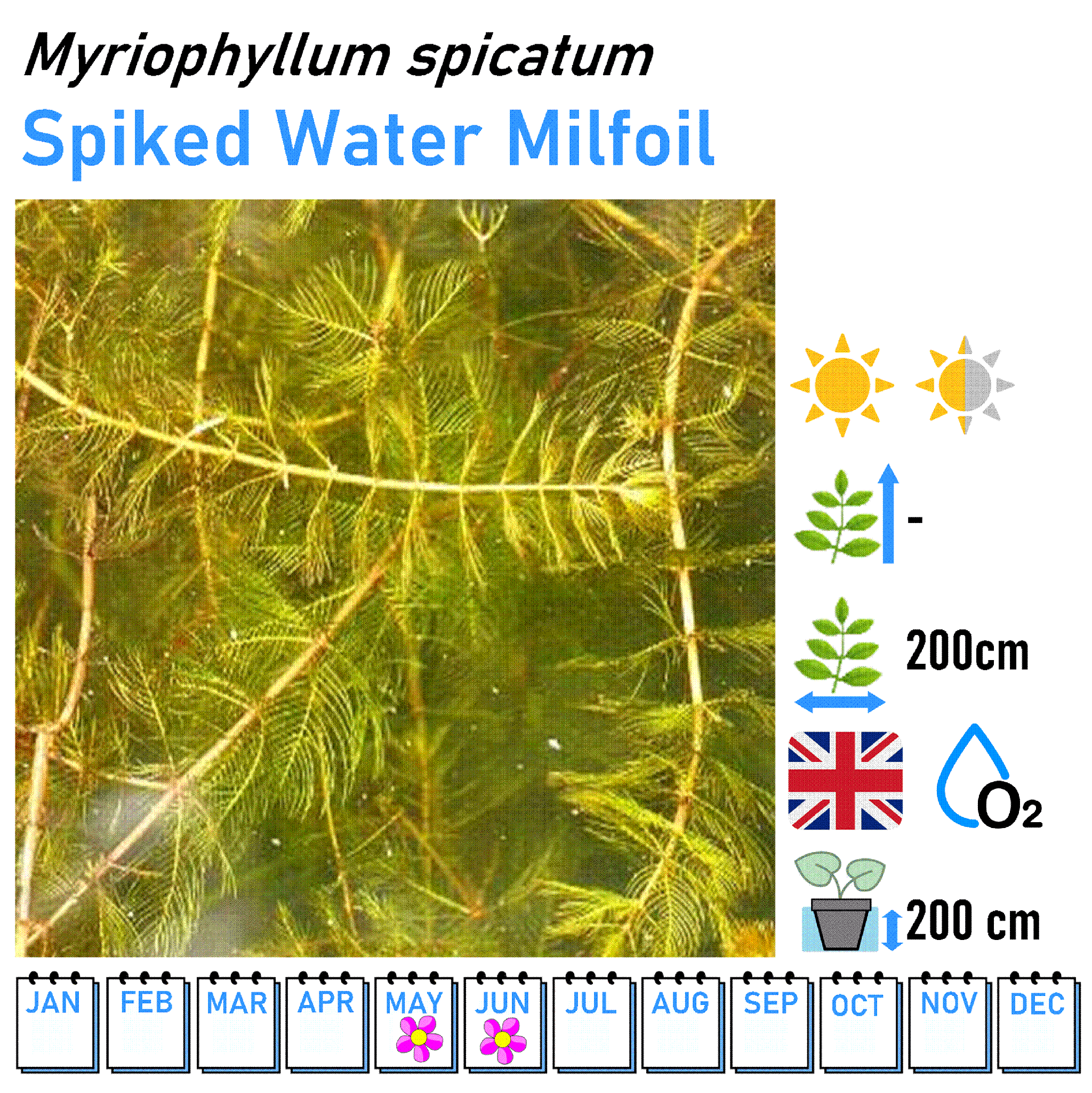 Oxygenator Bunches - Pond Aerating Plants