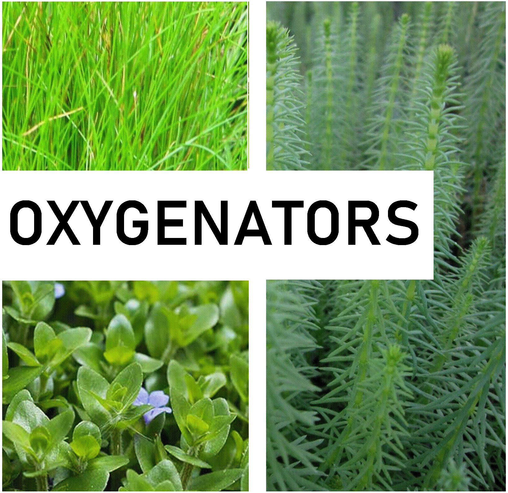 Oxygenators - UK NATIVE - Pond Aerating Plants - 9cm Pot