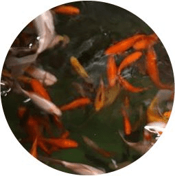 Pond Goldfish