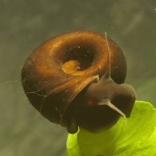 Pond Snails