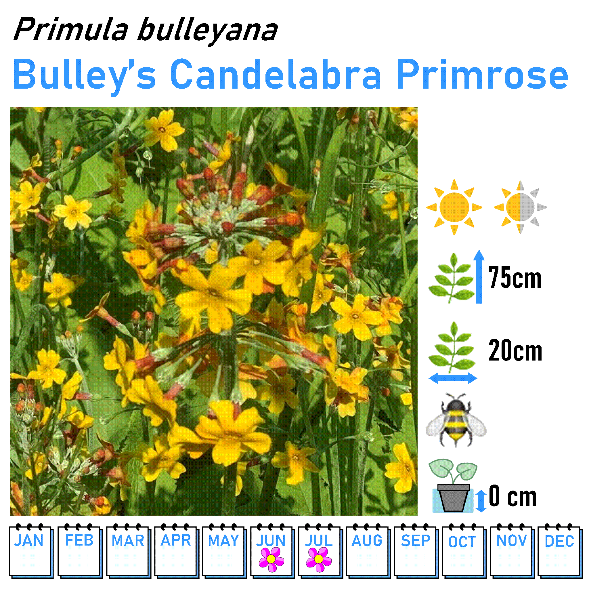 Primulas and Primrose - 9cm Pot