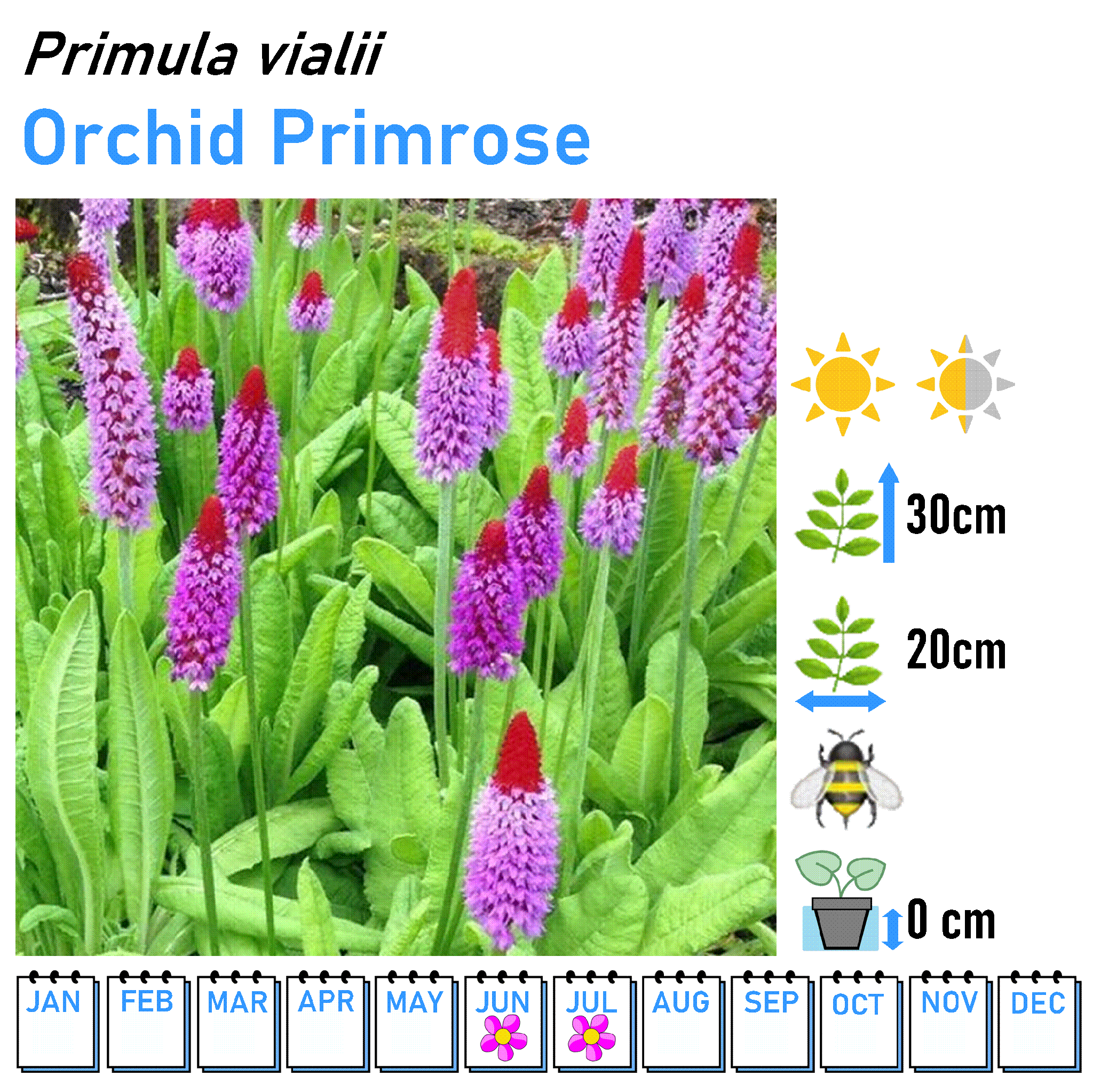 Primulas and Primrose - 9cm Pot