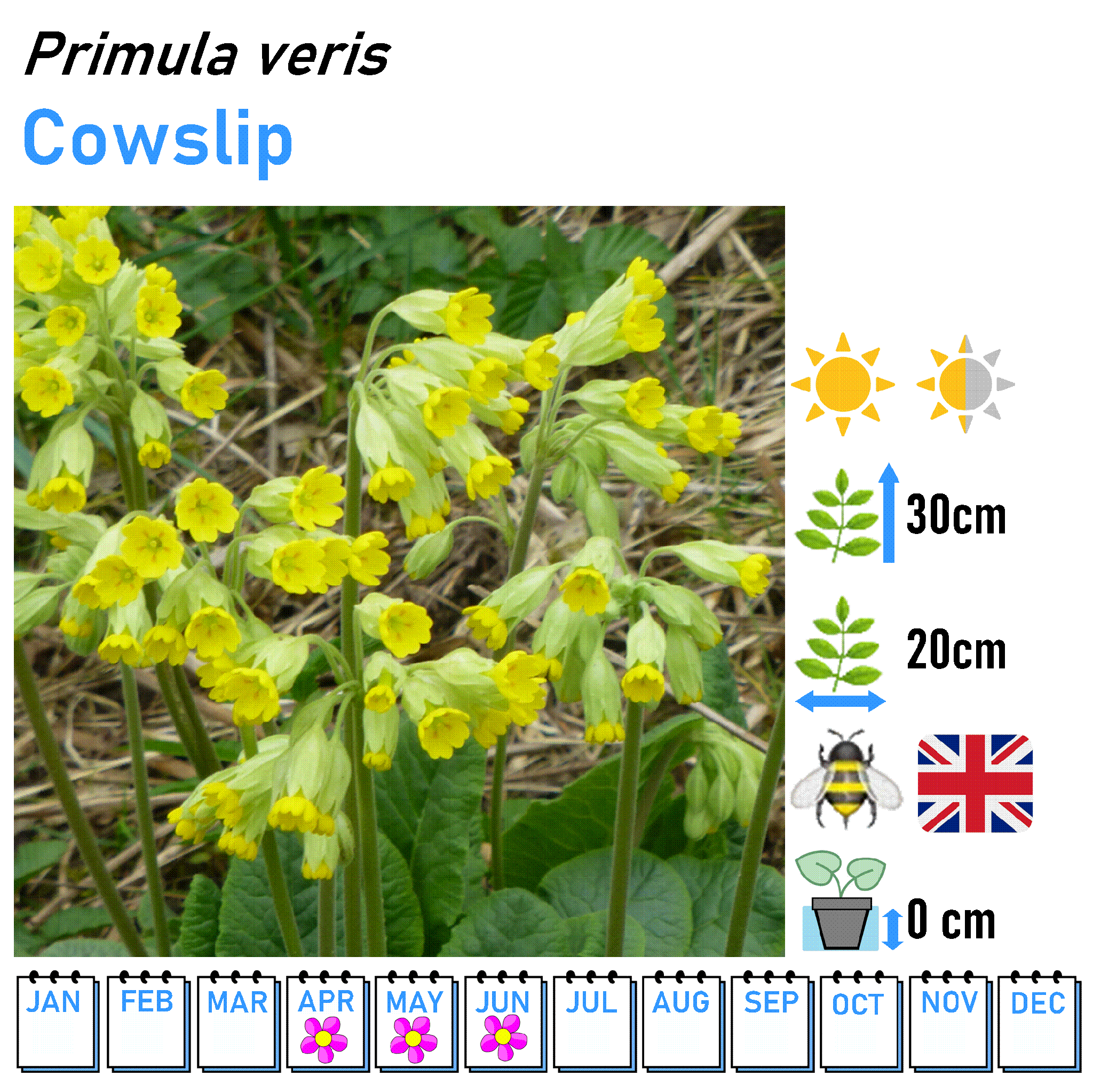 Primulas and Primrose - 9cm Pot