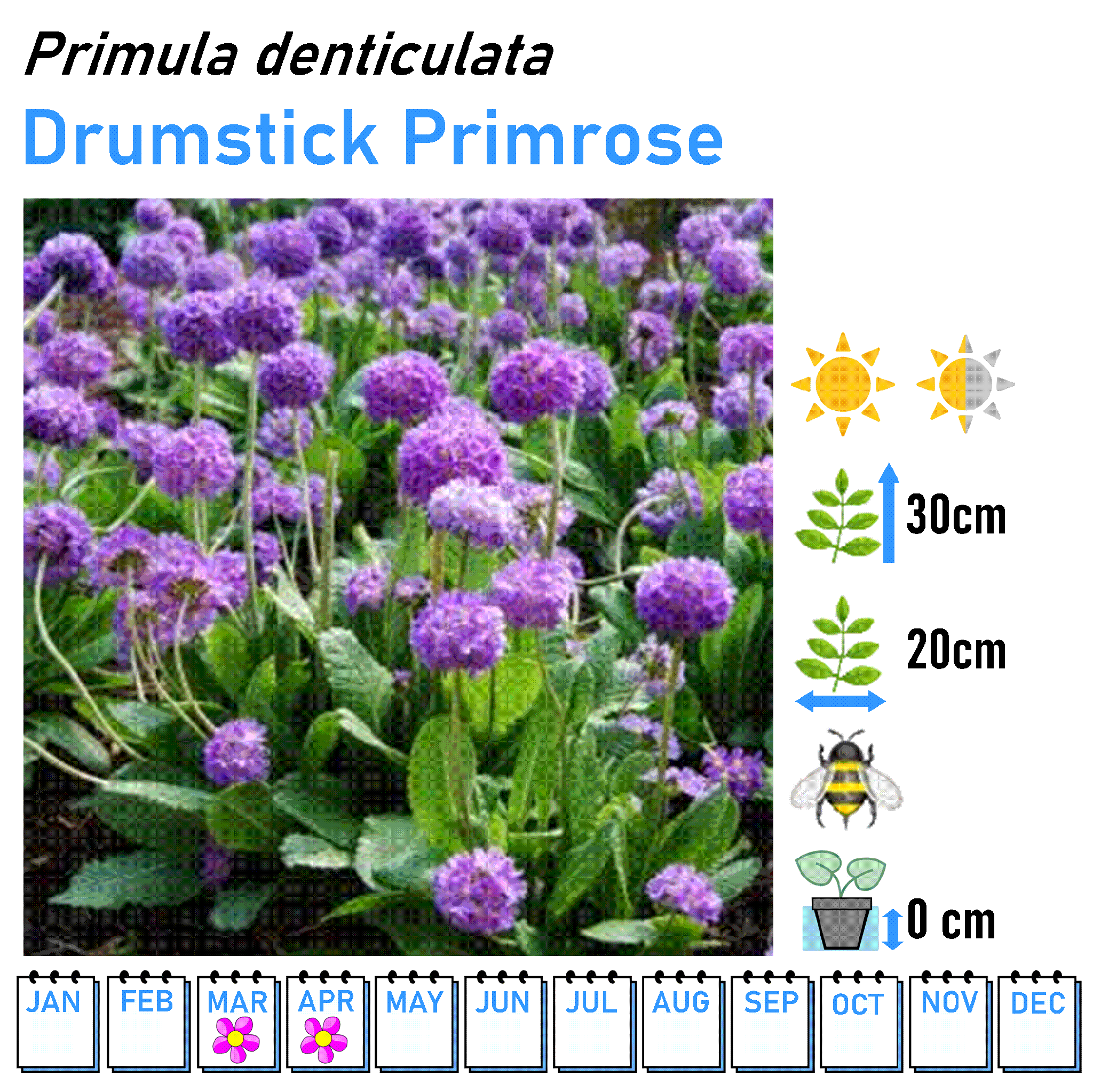 Primulas and Primrose - 9cm Pot