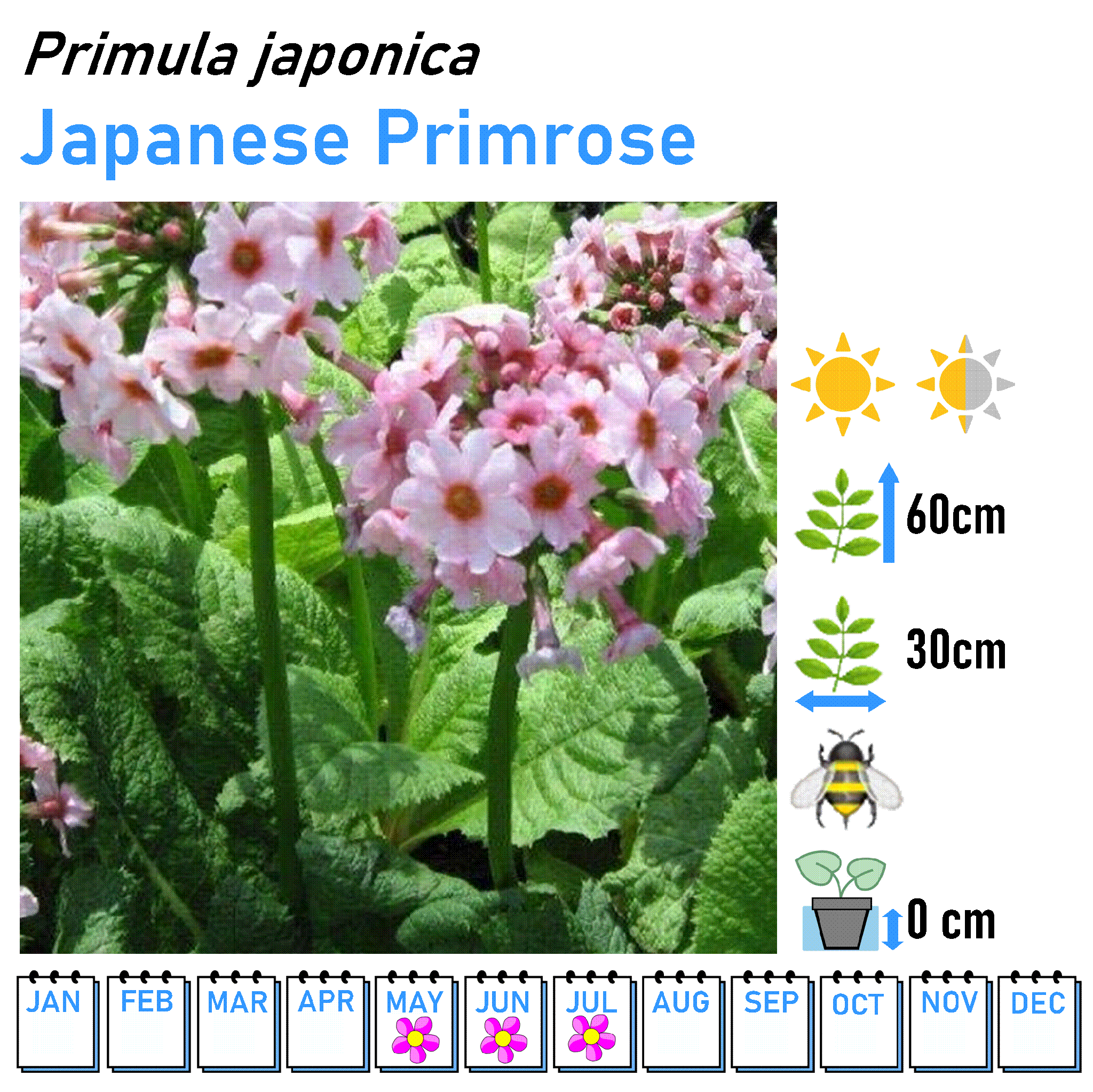 Primulas and Primrose - 9cm Pot