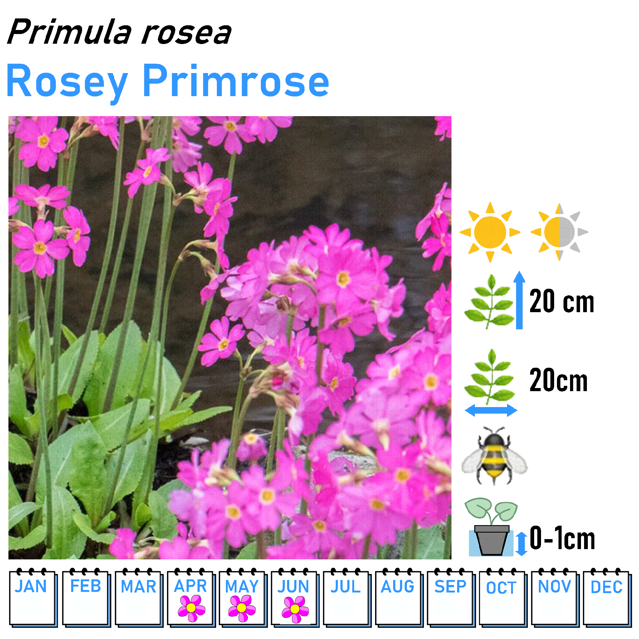 Primulas and Primrose - 9cm Pot