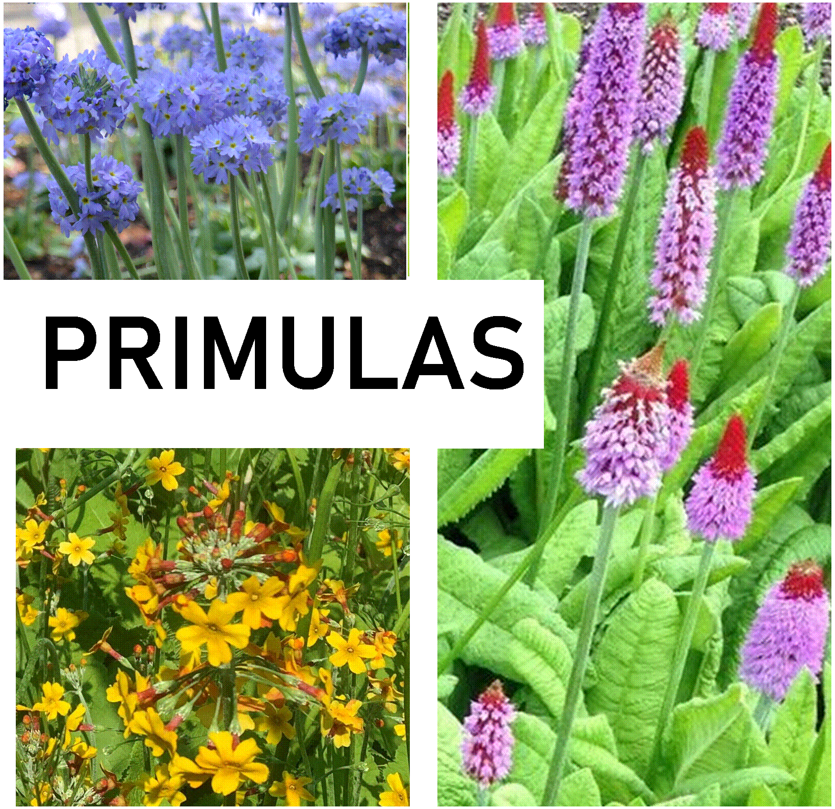 Primulas and Primrose - 9cm Pot