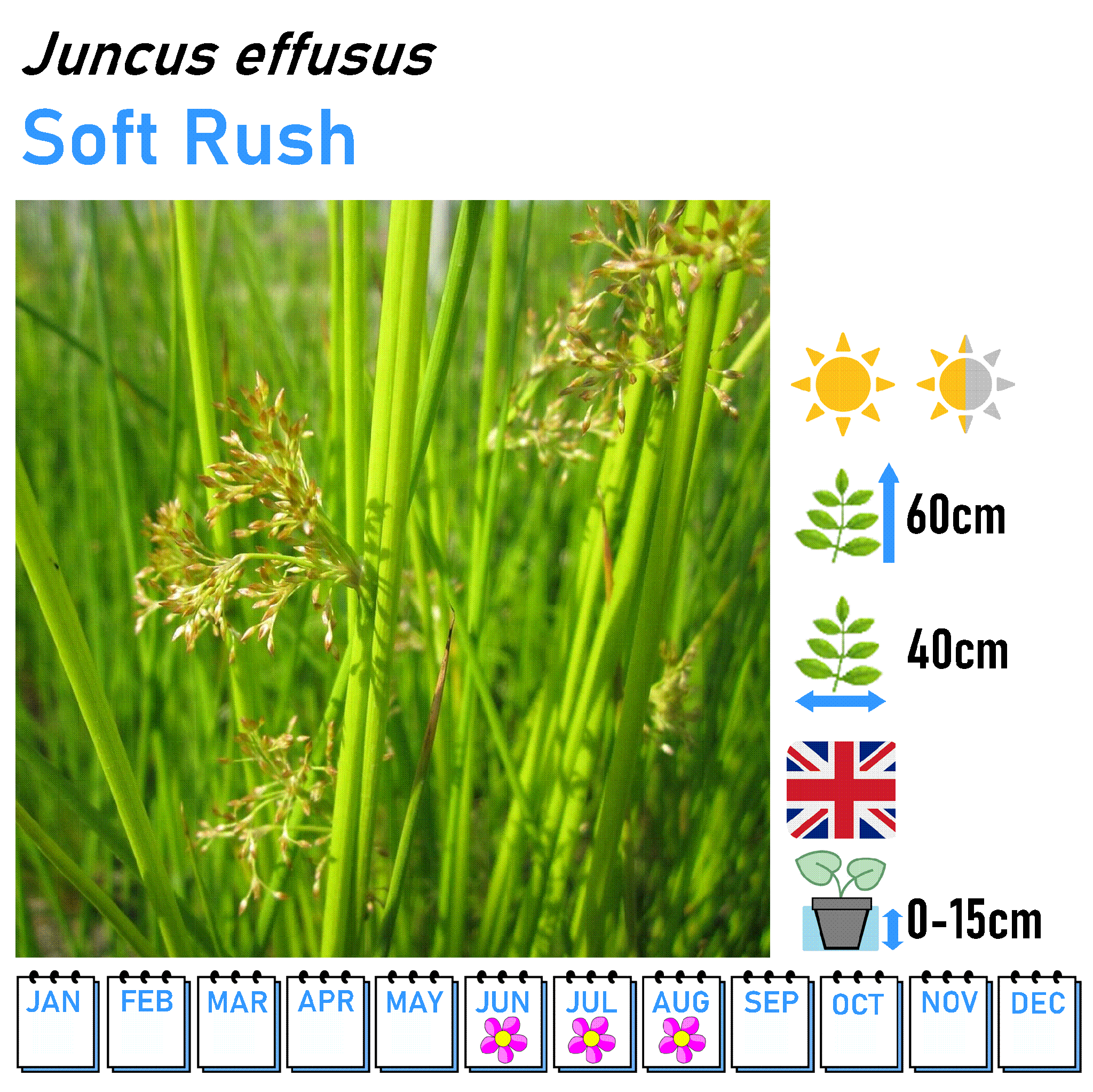 Rushes - Marginal and Bog Pond Plant- 9cm Pot
