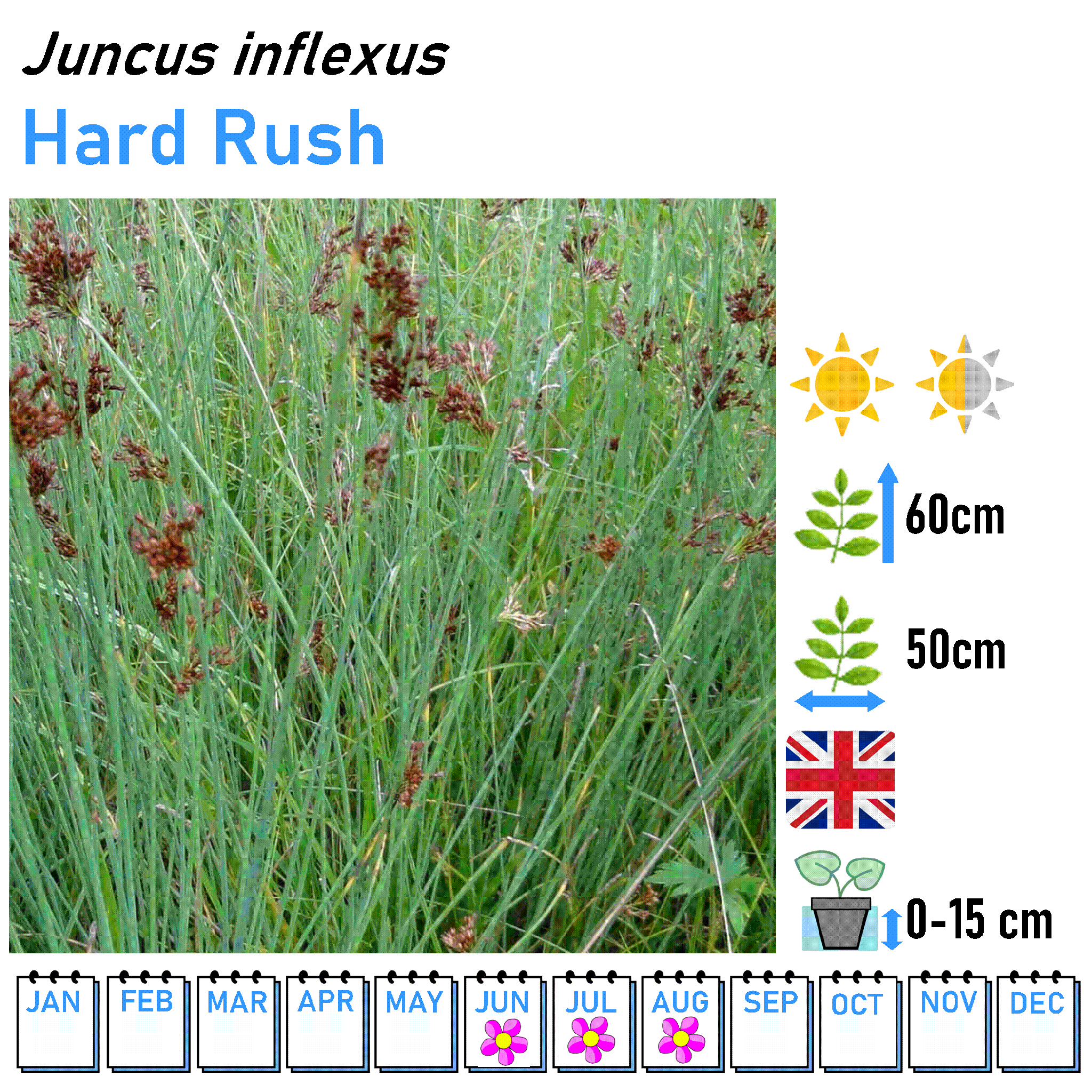 Rushes - Marginal and Bog Pond Plant- 9cm Pot