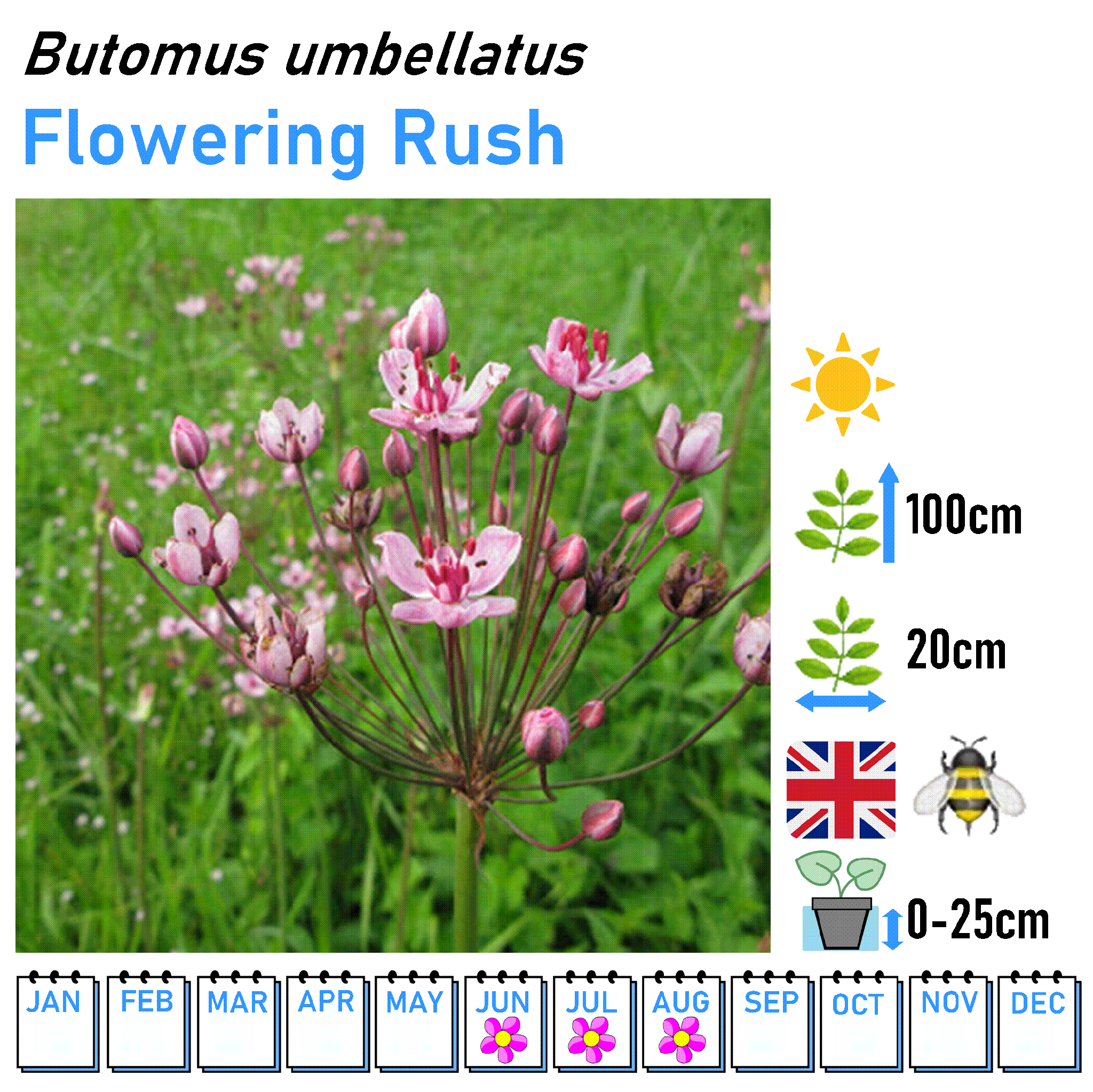 Rushes - Marginal and Bog Pond Plant- 9cm Pot