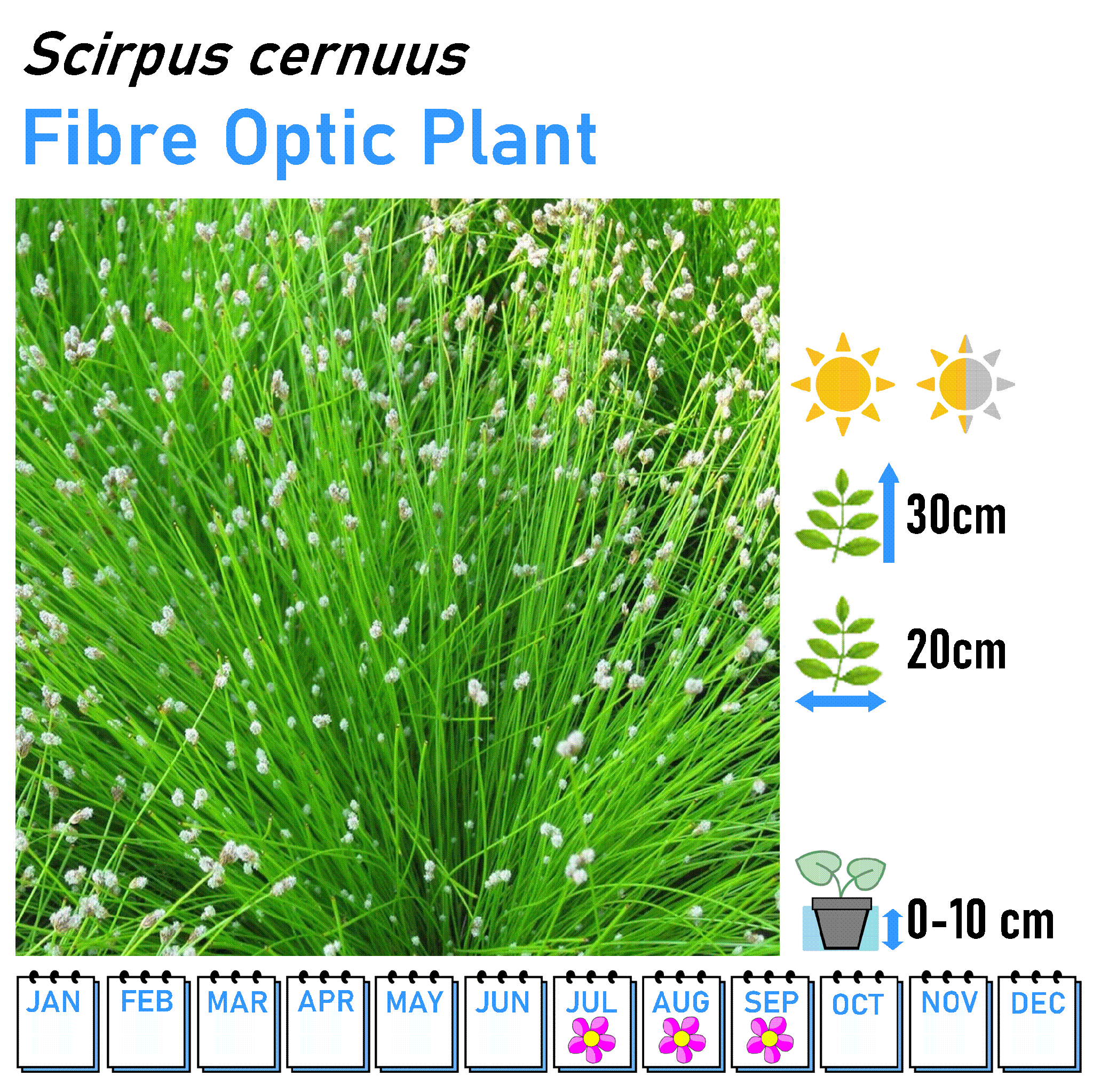Rushes - Marginal and Bog Pond Plant- 9cm Pot