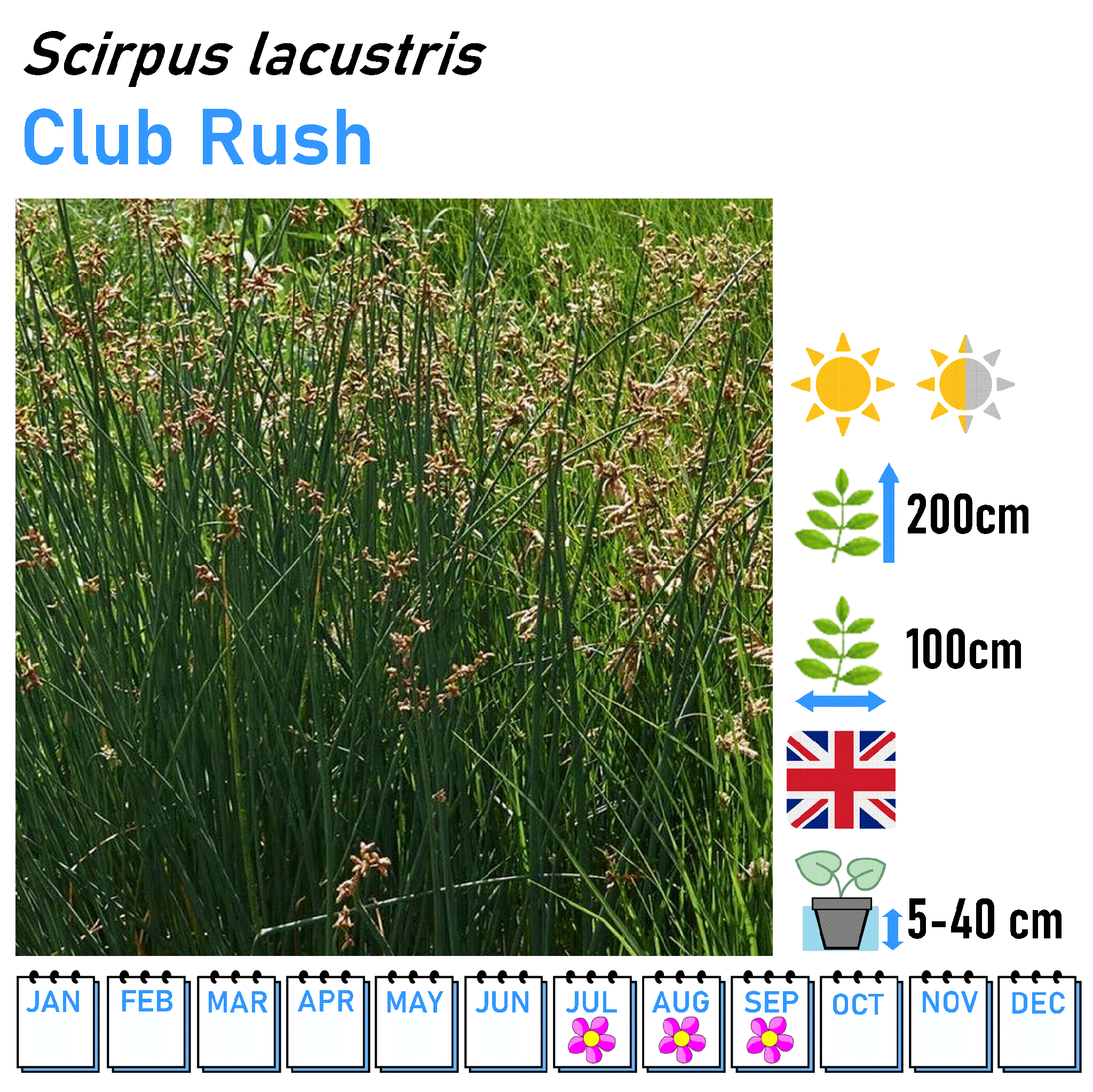 Rushes - Marginal and Bog Pond Plant- 9cm Pot