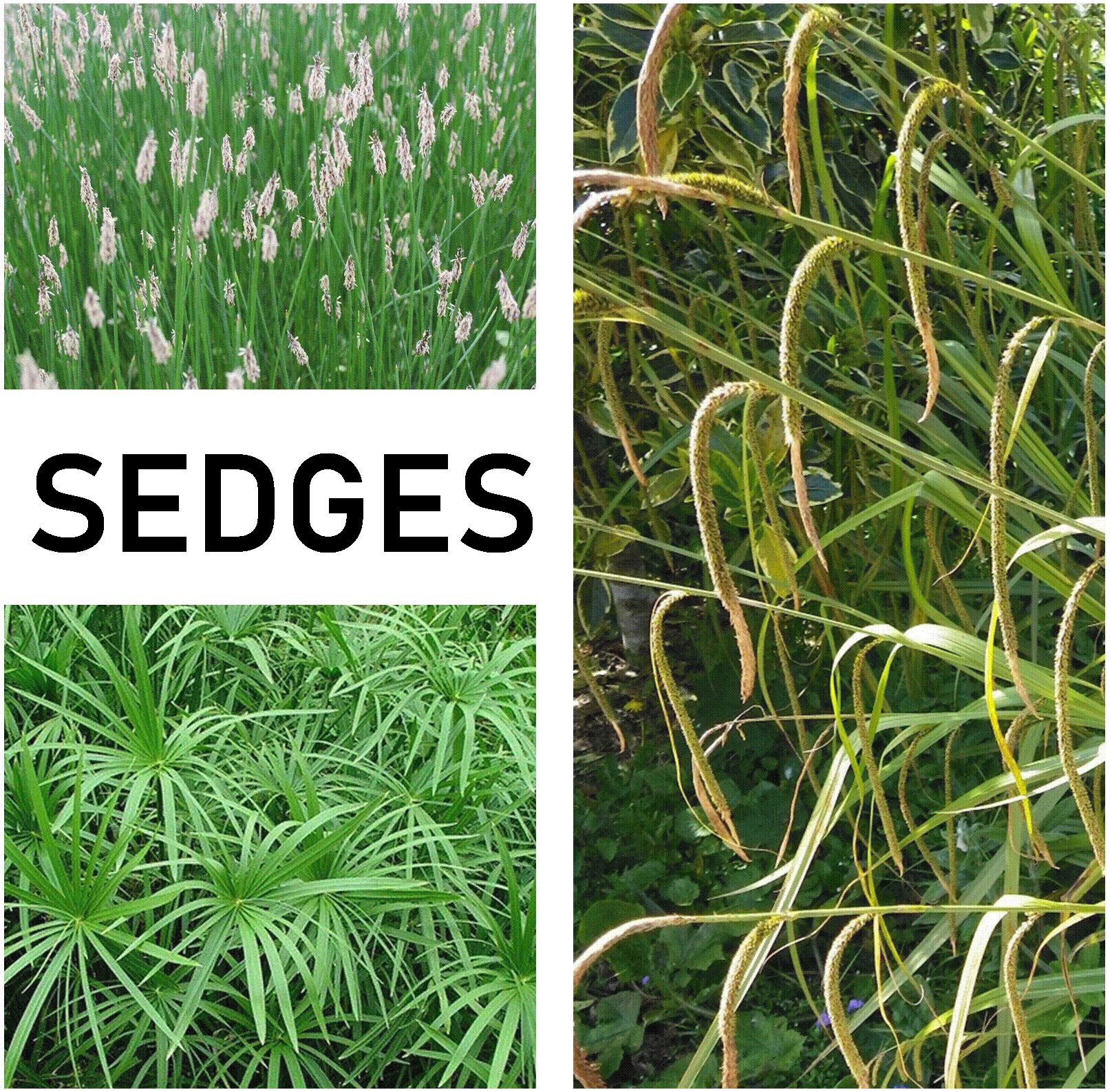 Sedges - Marginal and Bog Pond Plant- 9cm Pot