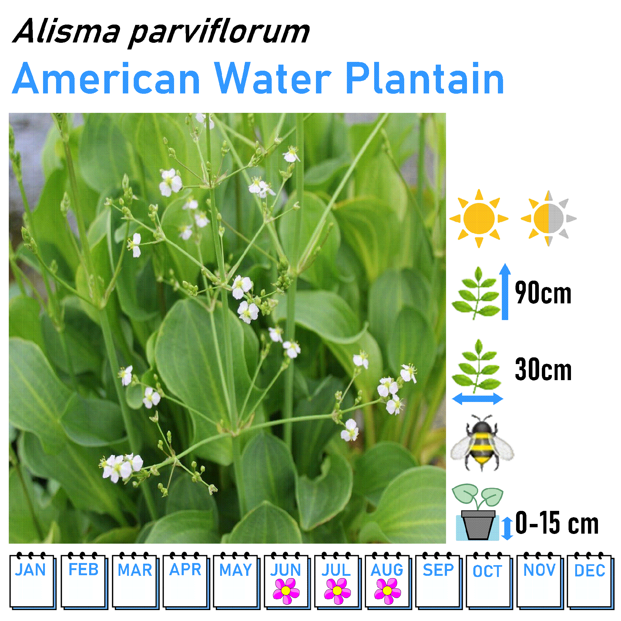Slim Flowers - Marginal and Bog Pond Plant- 9cm Pot