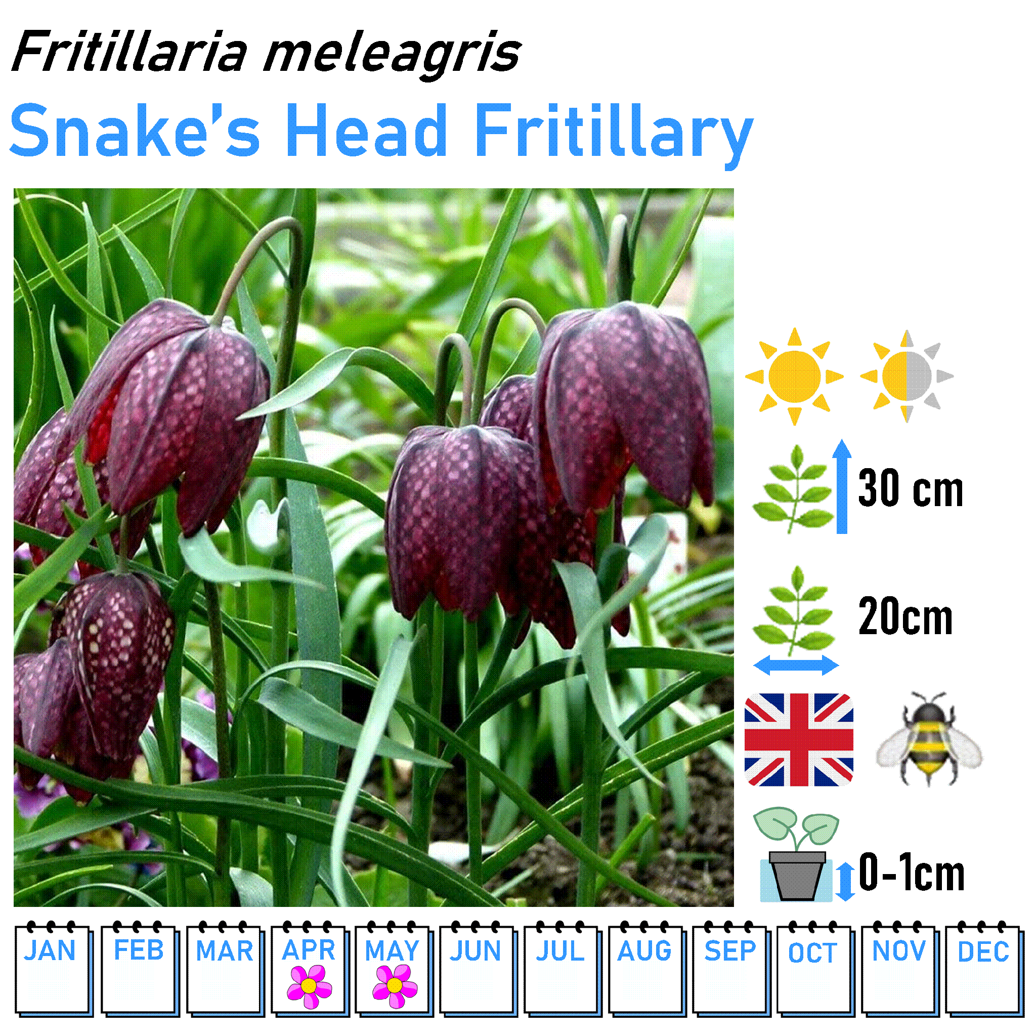 Slim Flowers - Marginal and Bog Pond Plant- 9cm Pot