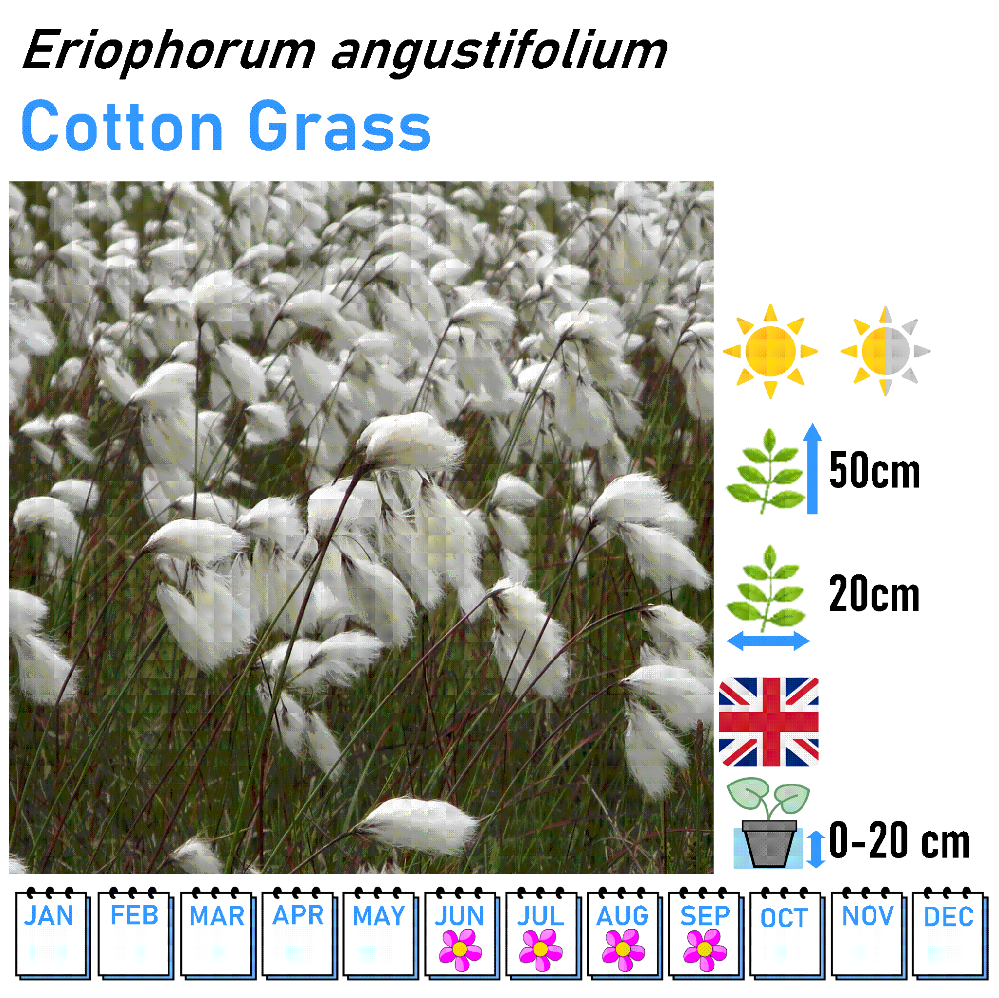 UK Native Marginal and Bog Pond Plant 9cm Pot