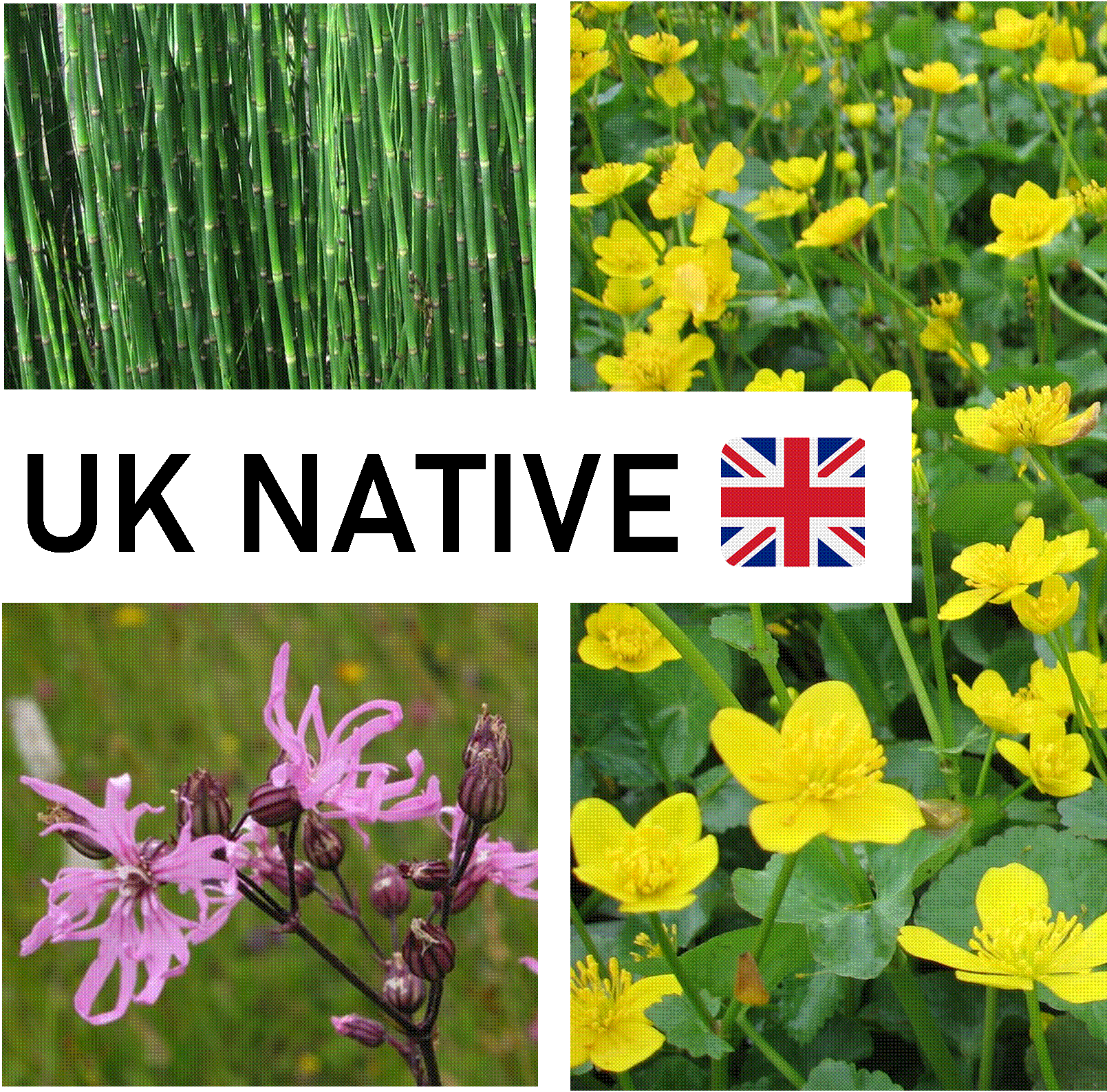 UK Native - Marginal and Bog Pond Plant- 9cm Pot