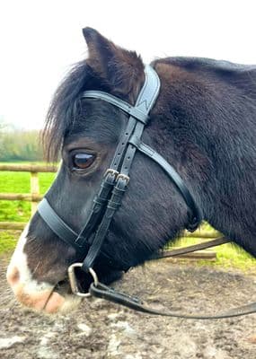 Anatomical Hunter Comfort Bridle Black