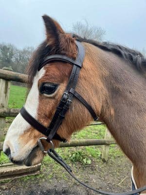 Anatomical Hunter Comfort Bridle Havana