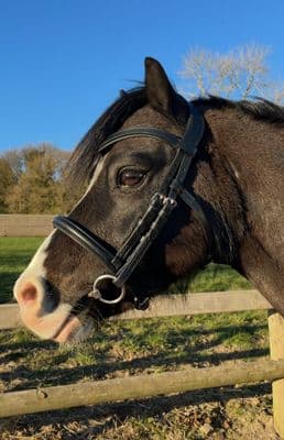 Diddy Bits Black  Leather True  Anatomical Comfort Bridle