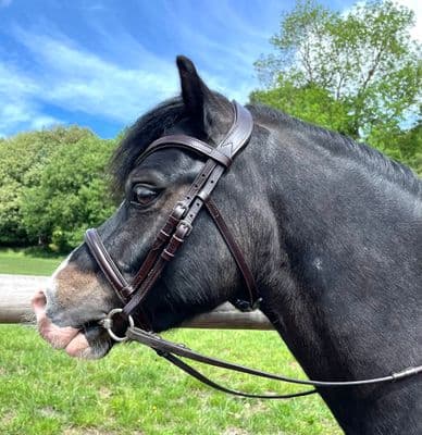 True Anatomical Comfort Bridle Havana